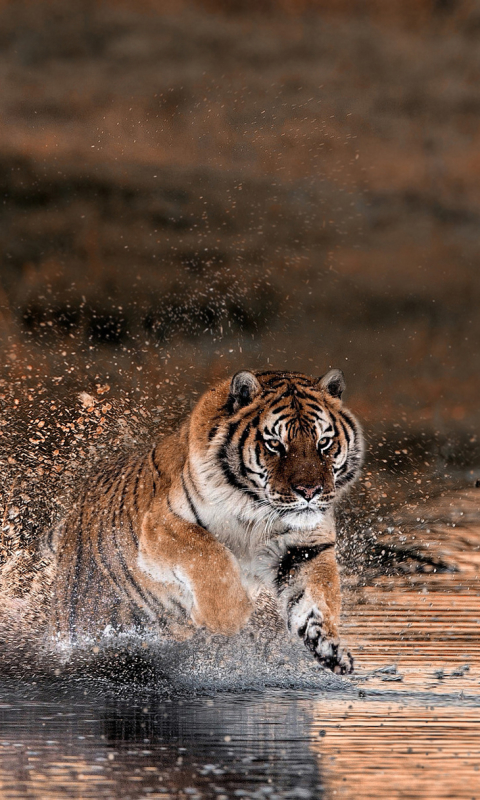 Download mobile wallpaper Cats, Splash, Tiger, Animal for free.