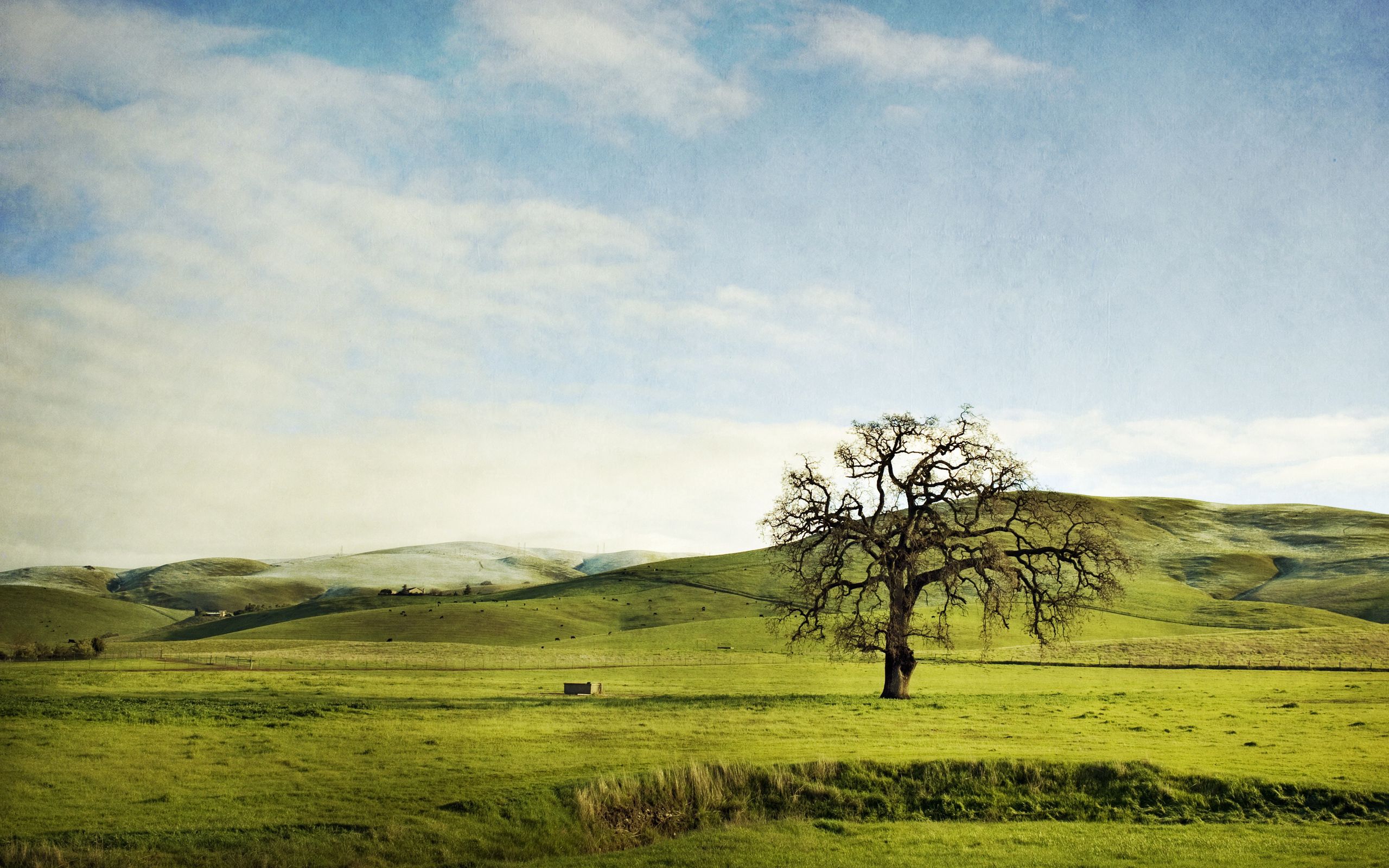 Free download wallpaper Sky, Summer, Wood, Tree, Greens, Hills, Slopes, Nature, Field, Lonely on your PC desktop