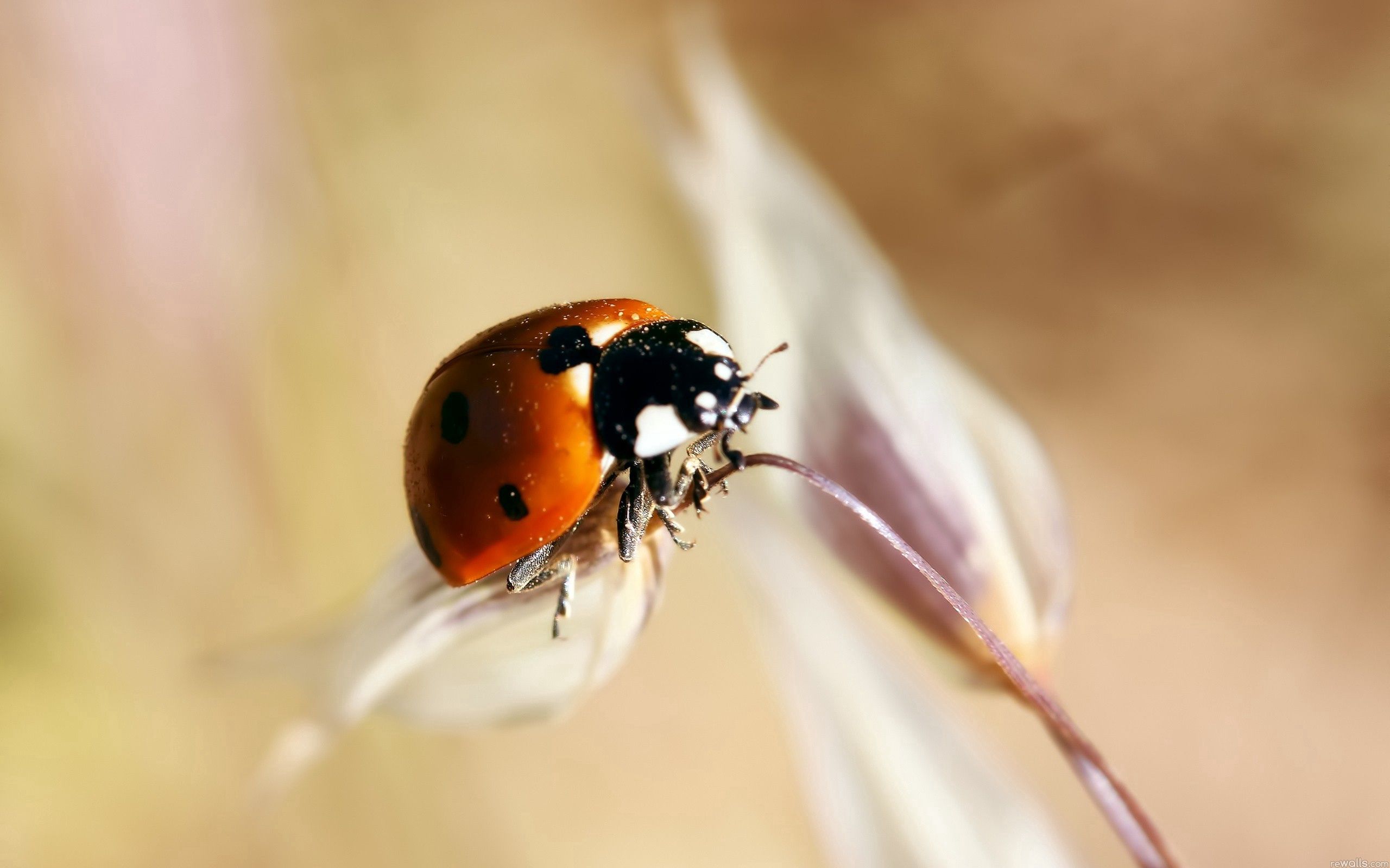 Free download wallpaper Macro, Insect, Ladybug, Ladybird, Crawl, Close Up on your PC desktop