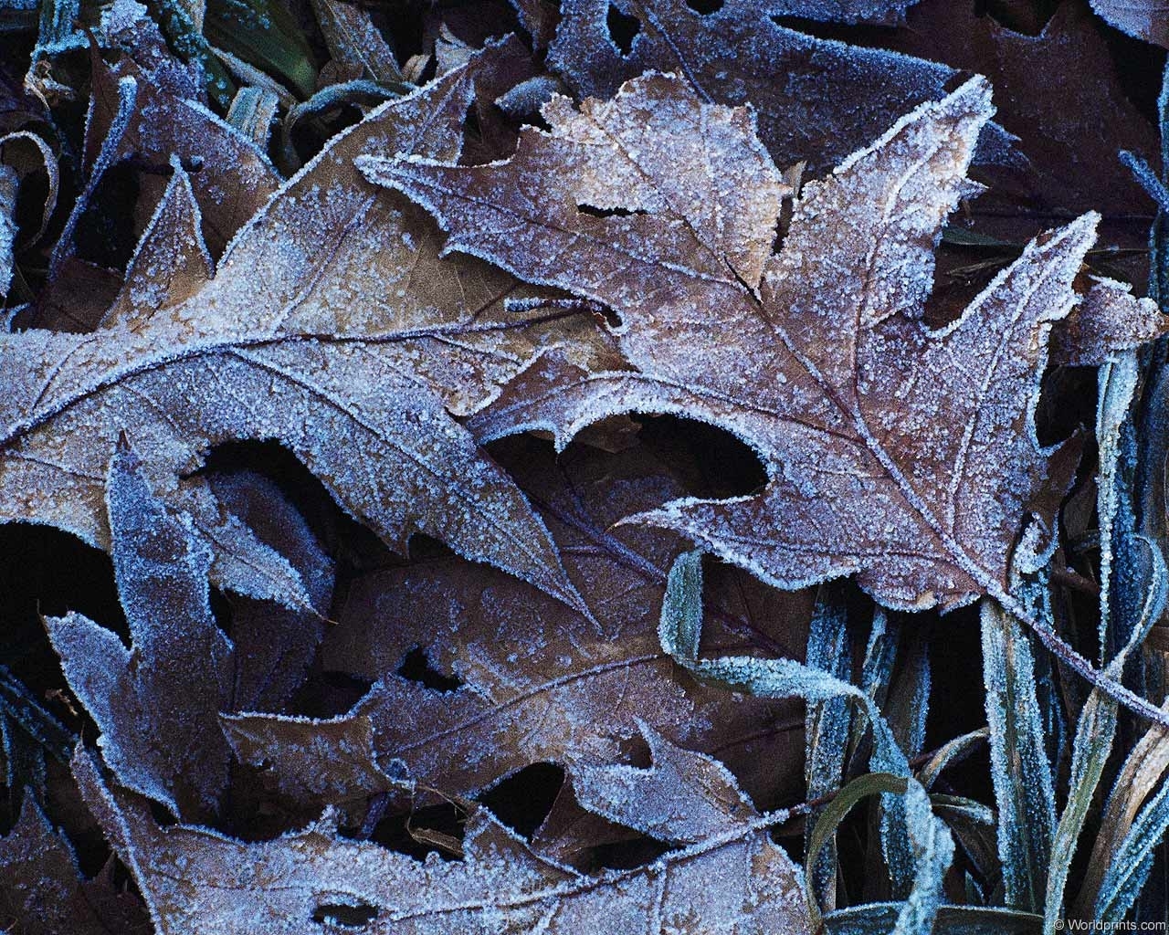 Download mobile wallpaper Winter, Plants, Leaves for free.