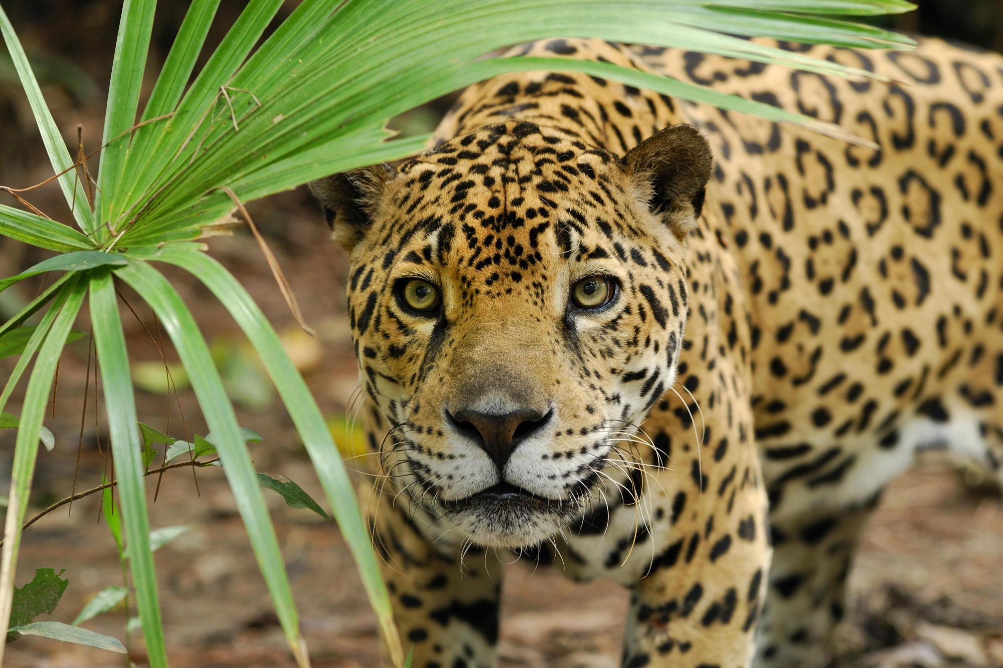 127550 скачать обои ягуар, животные, листья, растение, взгляд - заставки и картинки бесплатно
