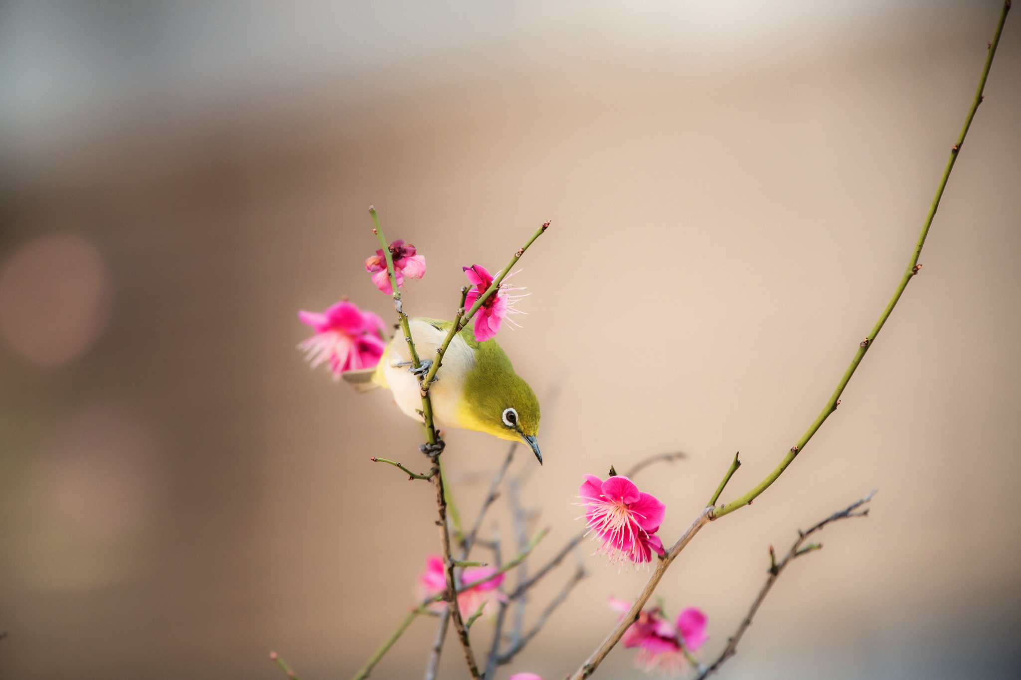 355048 baixar papel de parede animais, olho branco japonês, floração, passerine, primavera, ume flor, árvore ume, aves - protetores de tela e imagens gratuitamente