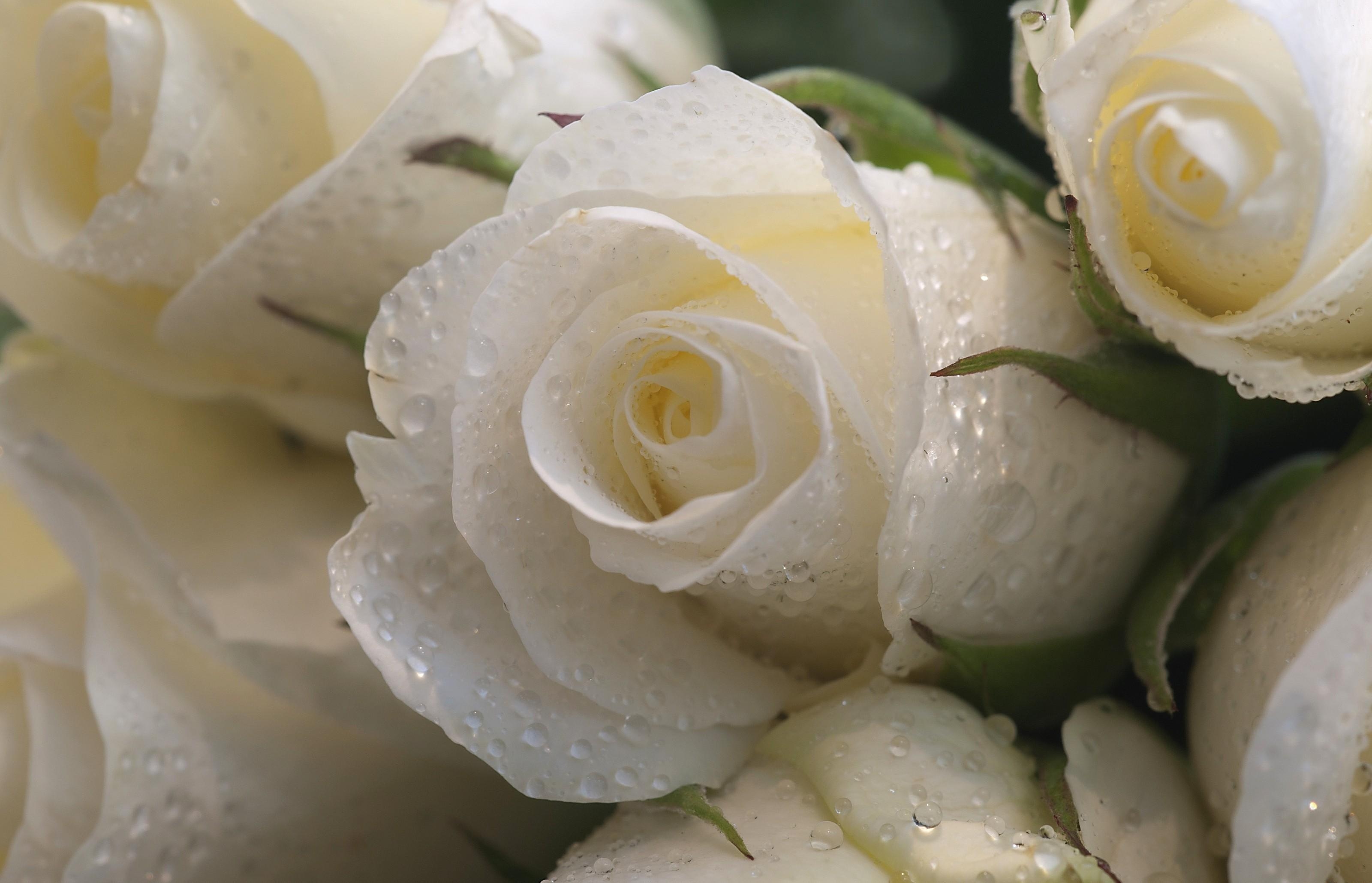 Descarga gratis la imagen Flores, Drops, Frescura, Cogollos, Roses, Brotes en el escritorio de tu PC