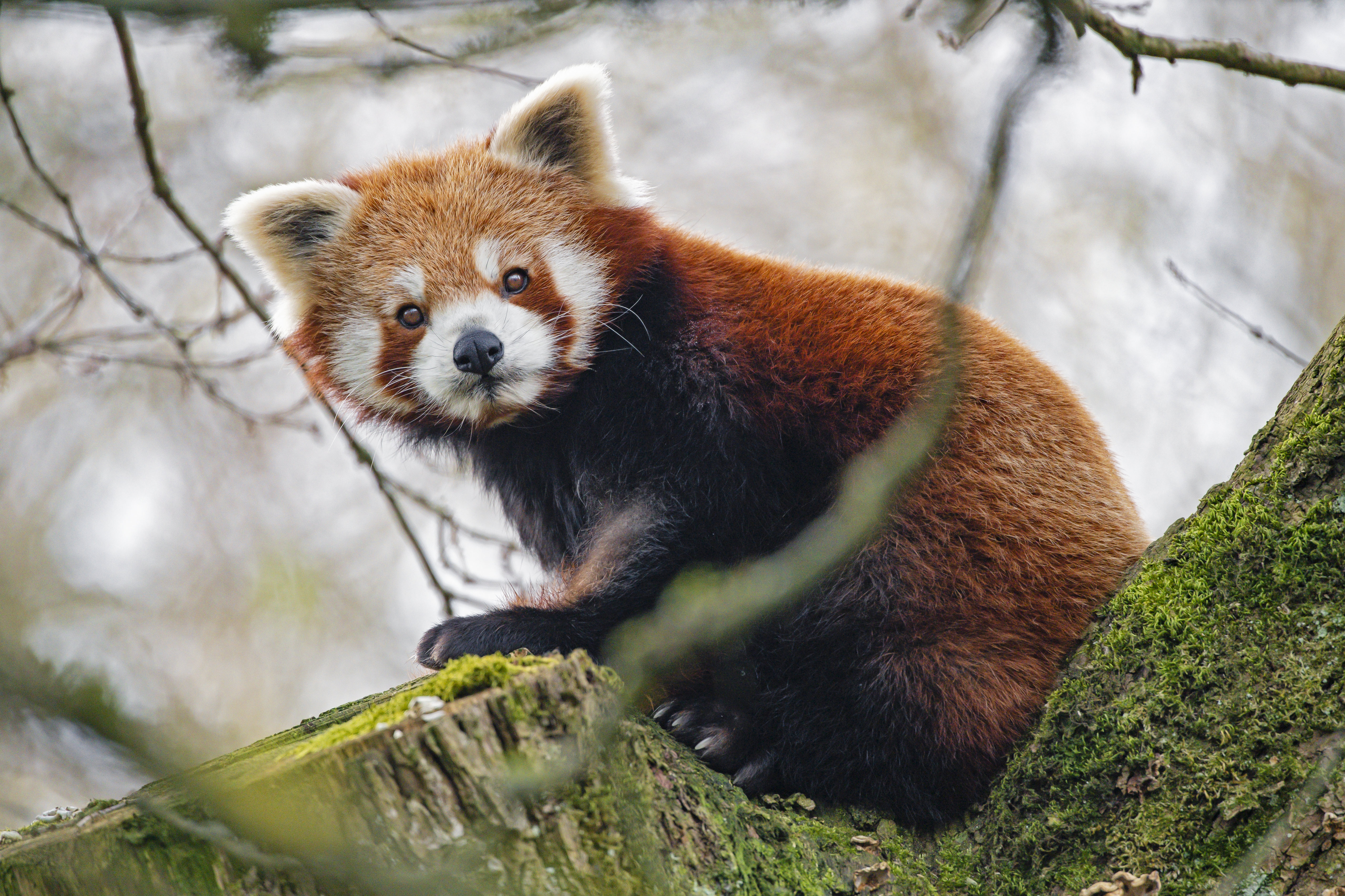 55390 скачать картинку красная панда, панда, животные, взгляд, животное - обои и заставки бесплатно