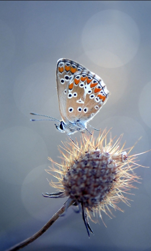 Descarga gratuita de fondo de pantalla para móvil de Animales, Mariposa.