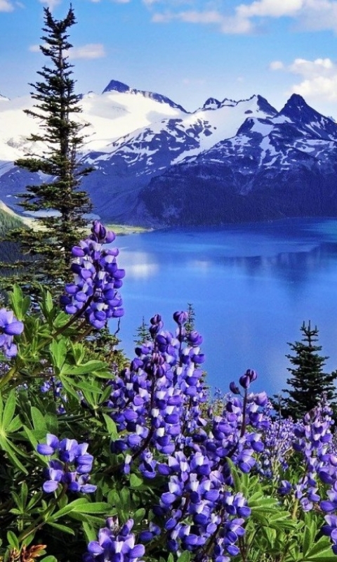 無料モバイル壁紙風景, 湖, 山, 反射, カナダ, 地球, 春をダウンロードします。