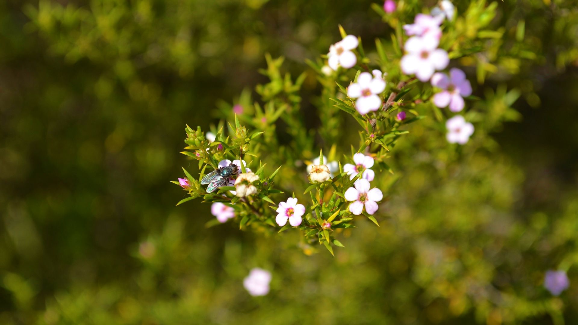 Baixar papel de parede para celular de Animais, Flor, Flor Rosa, Ramo, Inseto, Voar, Borrão, Profundidade De Campo gratuito.