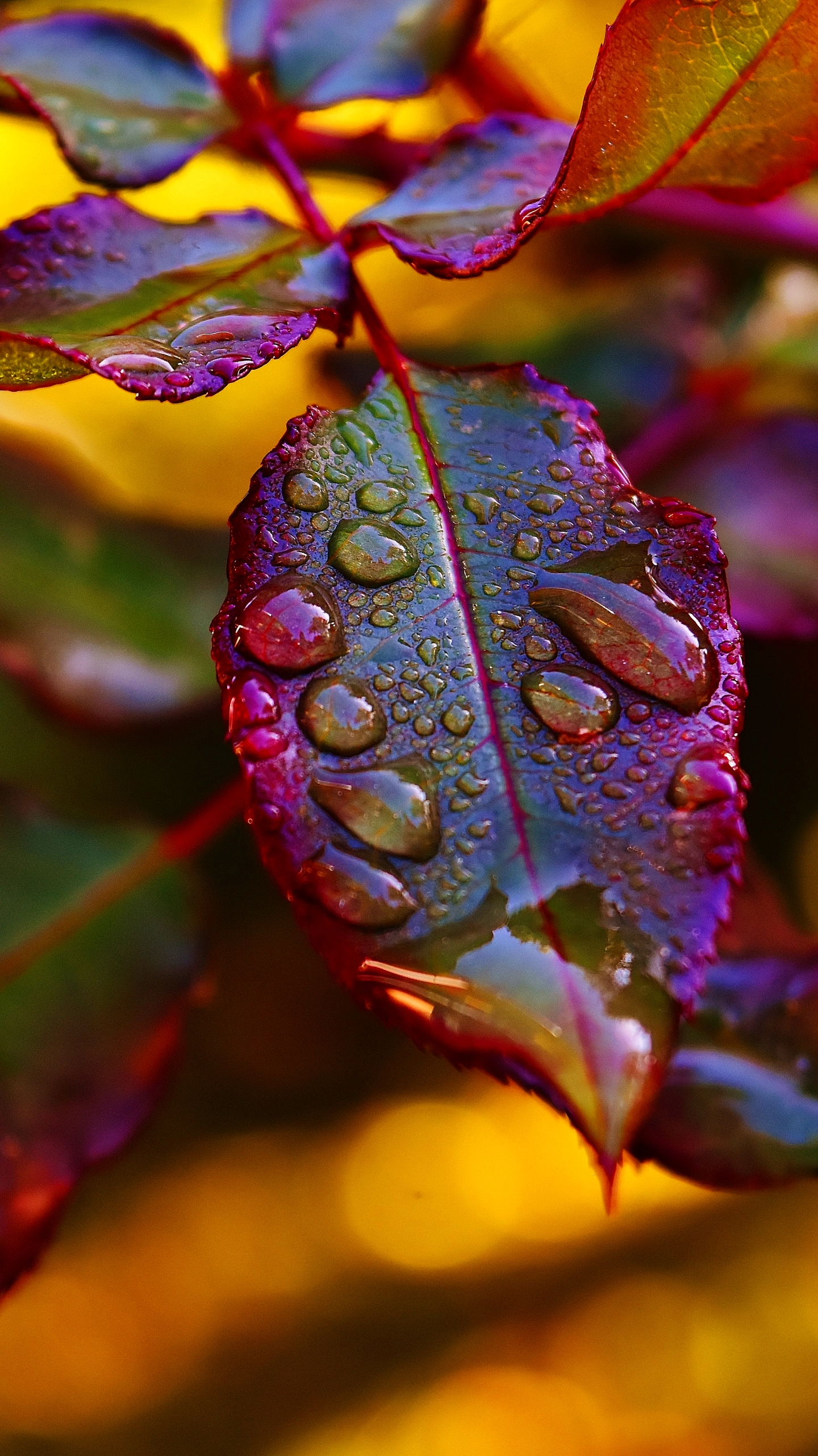 Download mobile wallpaper Nature, Leaf, Earth, Bokeh, Water Drop for free.
