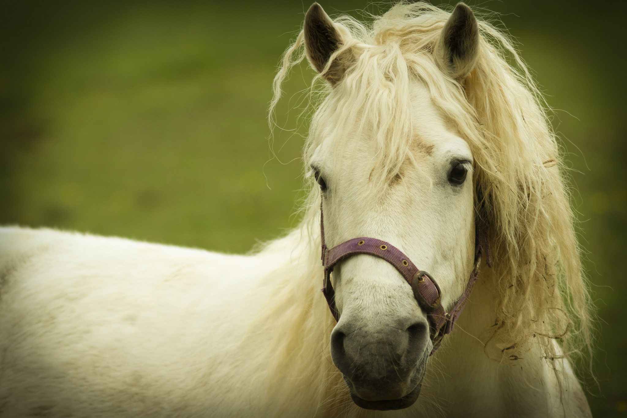 Handy-Wallpaper Tiere, Hauspferd kostenlos herunterladen.