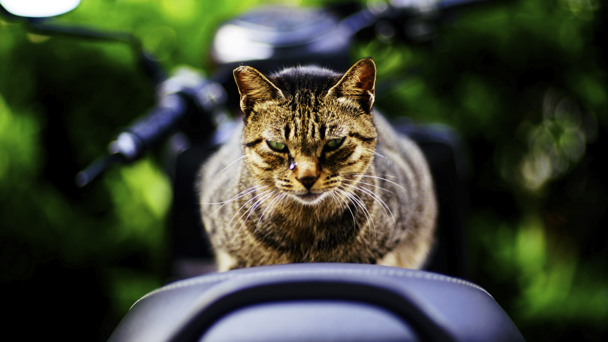 Download mobile wallpaper Cats, Cat, Animal, Stare, Depth Of Field for free.