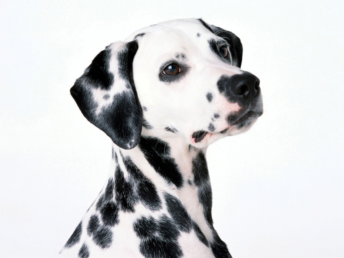 Handy-Wallpaper Tiere, Hunde kostenlos herunterladen.