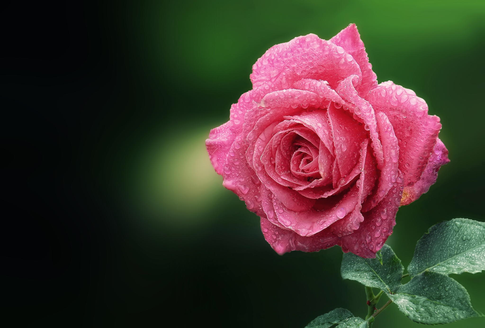 Téléchargez des papiers peints mobile Macro, Rosée, Fleurs, Drops, Rose, Une Rose gratuitement.