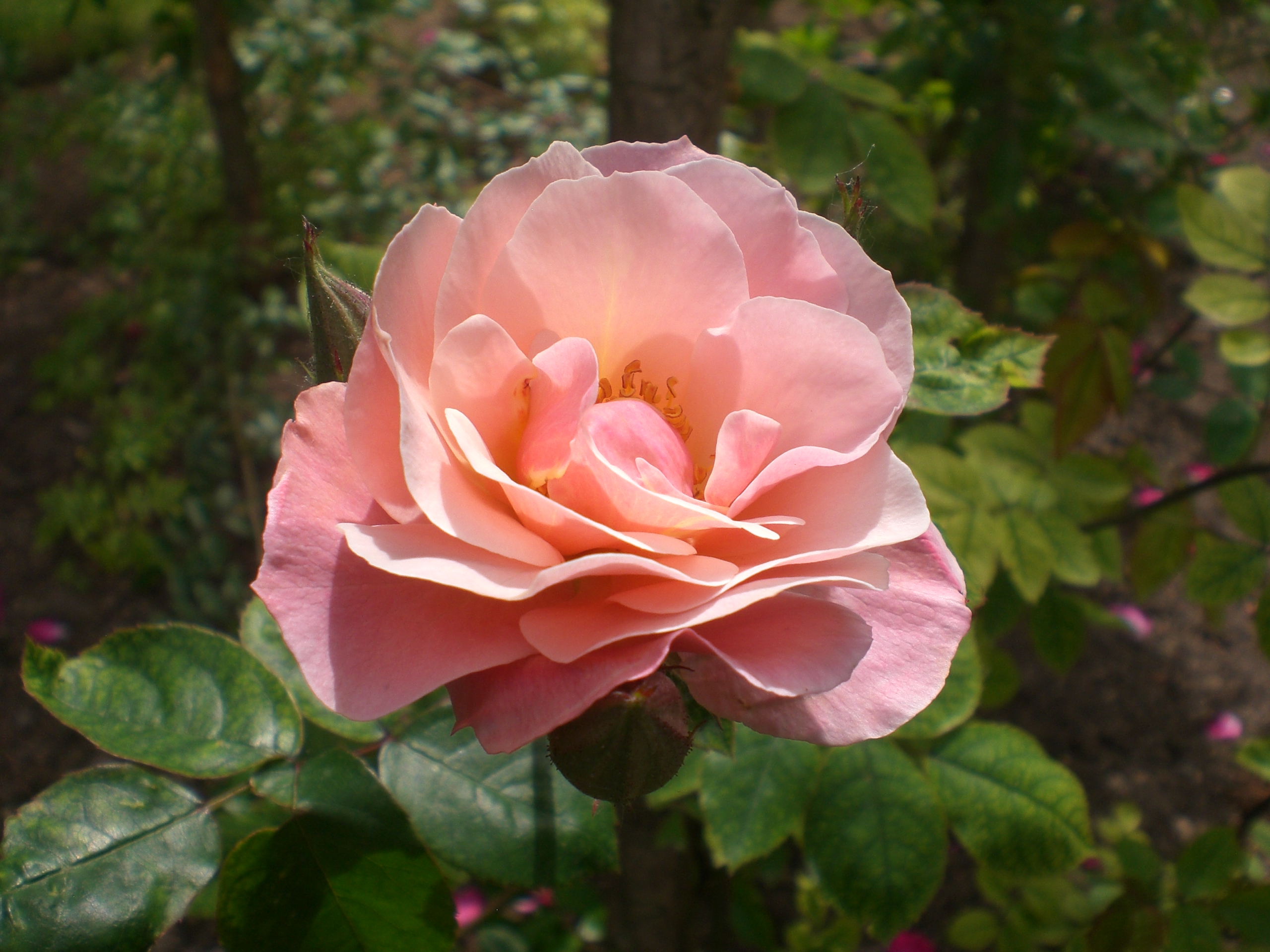 Laden Sie das Blumen, Rose, Erde/natur-Bild kostenlos auf Ihren PC-Desktop herunter