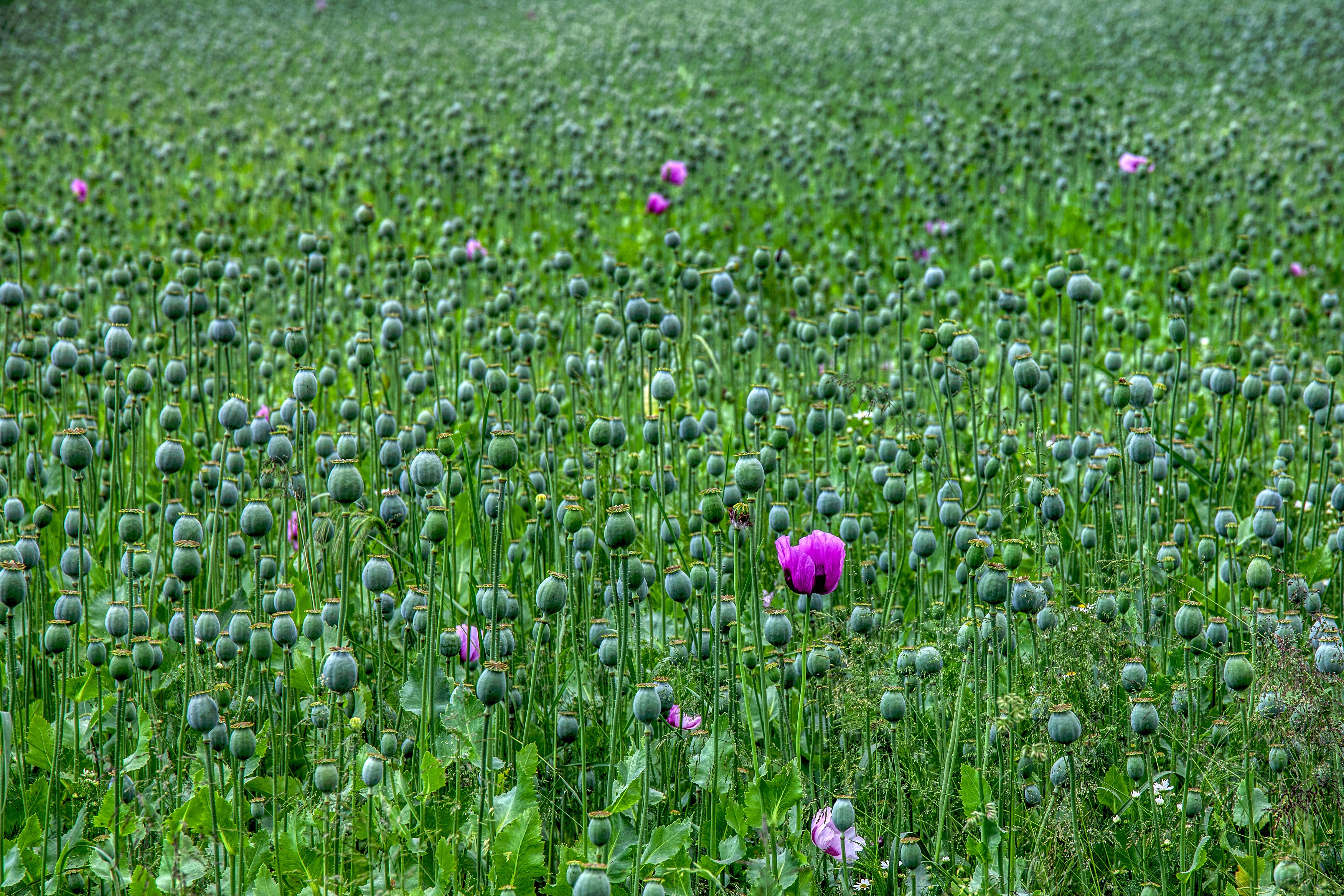 Handy-Wallpaper Blumen, Mohn, Blume, Erde/natur kostenlos herunterladen.