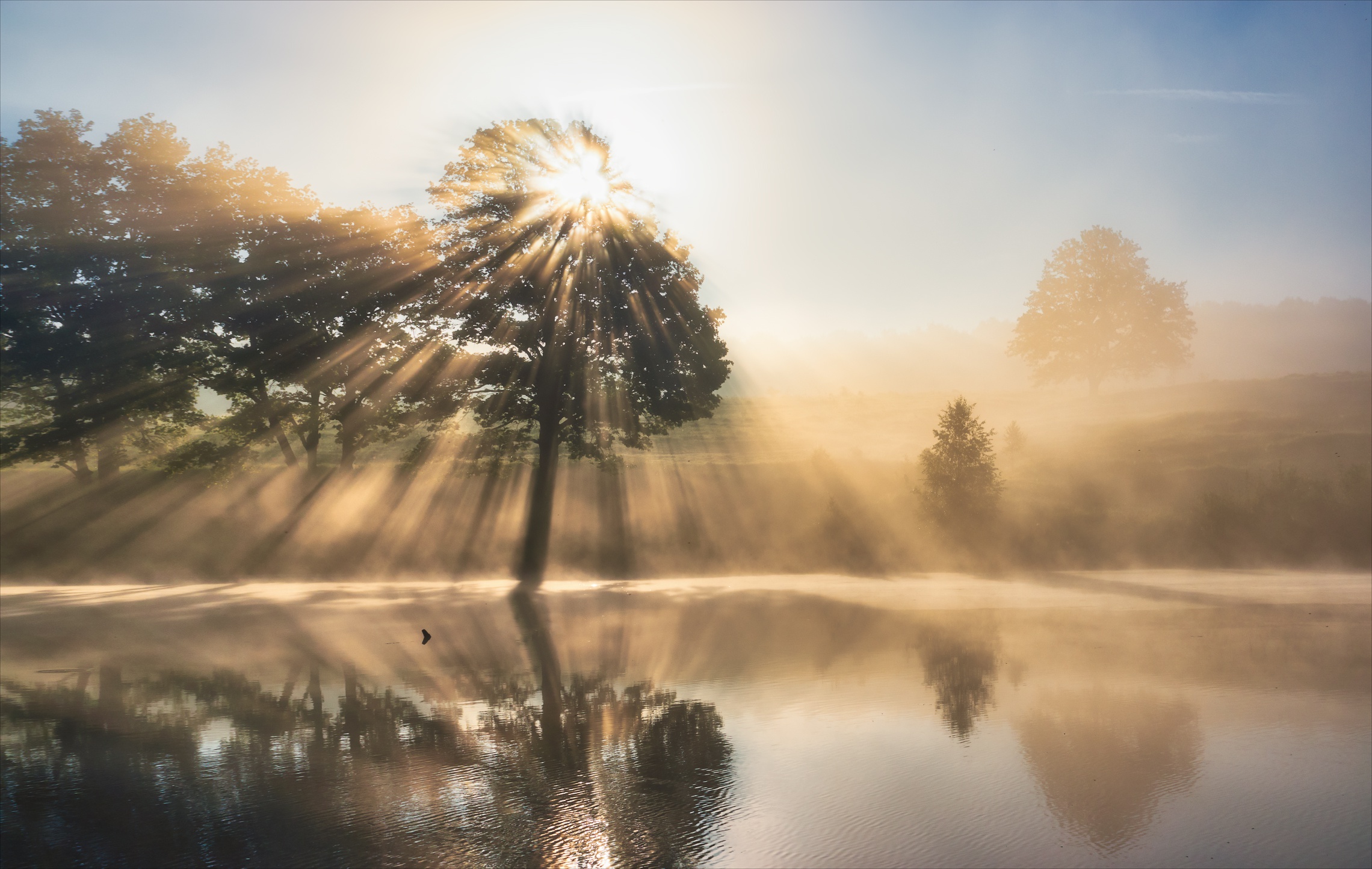 Handy-Wallpaper Natur, Baum, Nebel, Sonnenstrahl, Erde/natur kostenlos herunterladen.