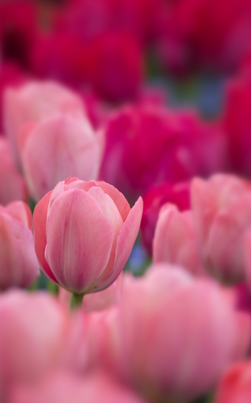 Download mobile wallpaper Nature, Flowers, Flower, Earth, Tulip, Pink Flower for free.