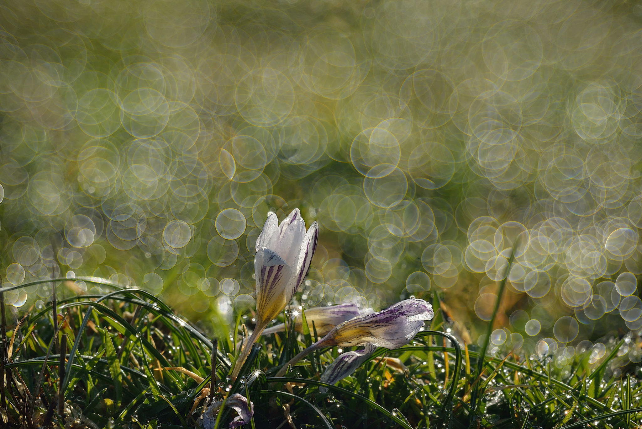 Download mobile wallpaper Nature, Flowers, Grass, Flower, Close Up, Earth, Spring, Bokeh, Crocus for free.