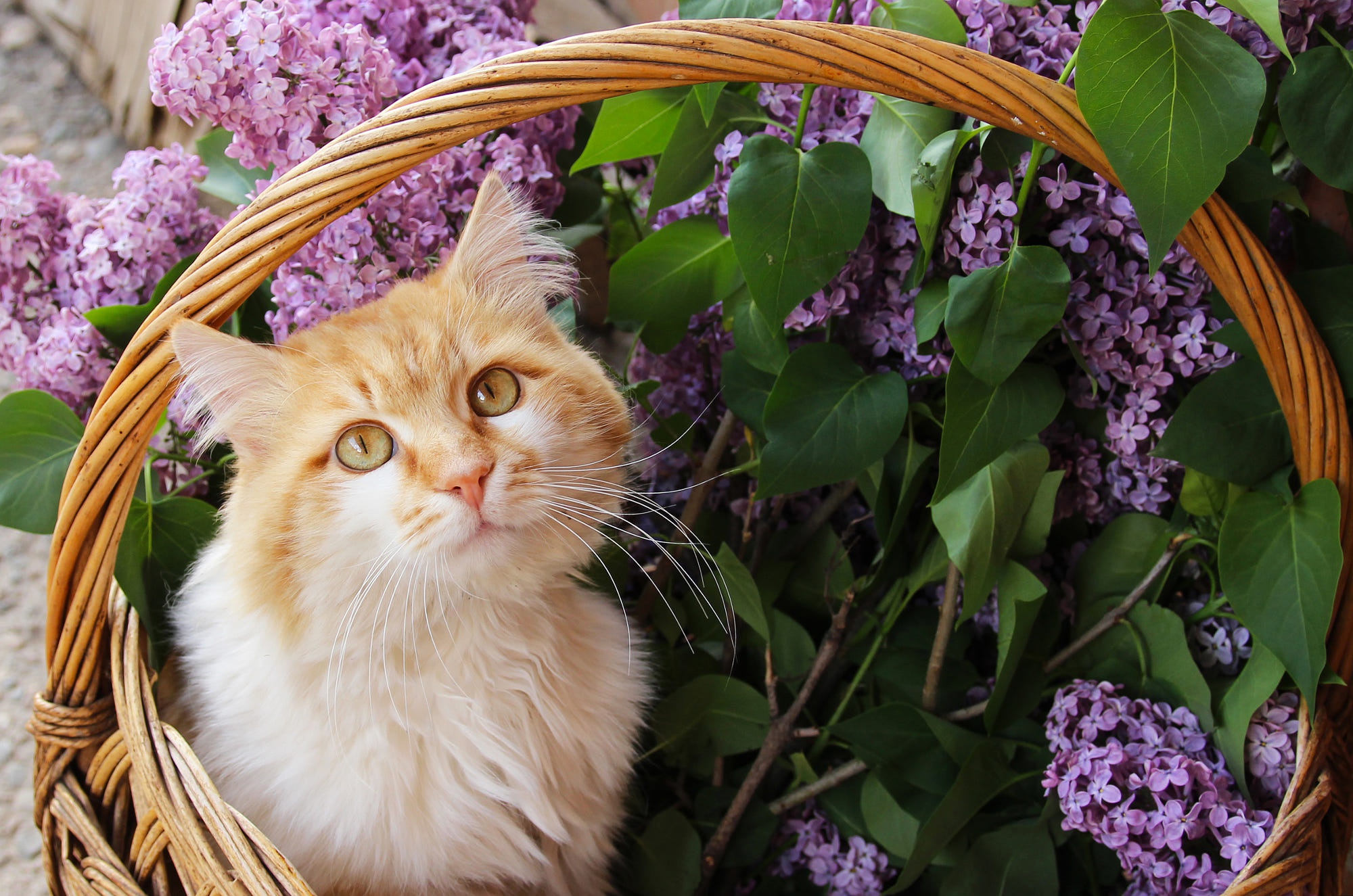 Handy-Wallpaper Katze, Katzen, Tiere kostenlos herunterladen.