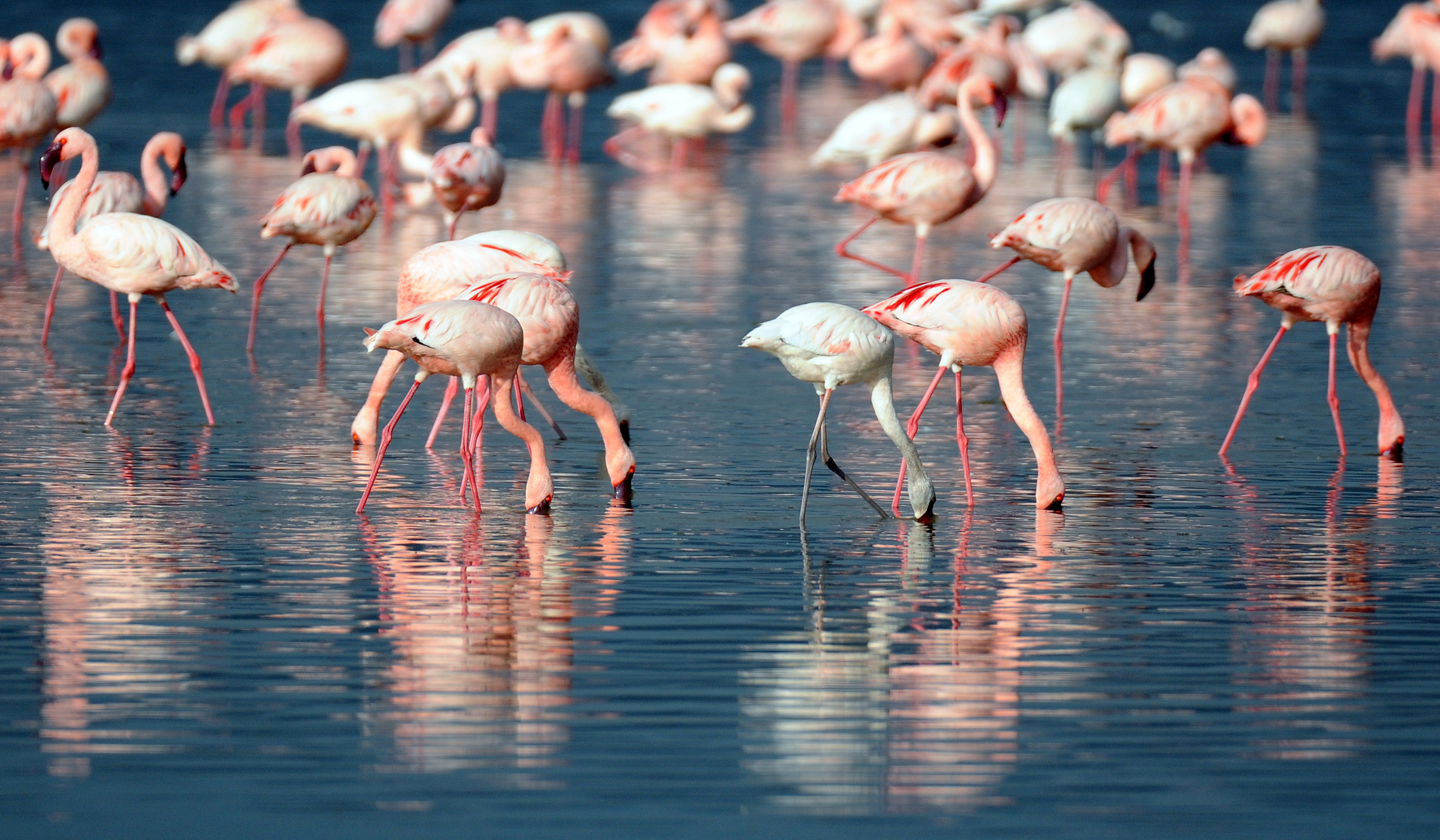 316236 Protetores de tela e papéis de parede Flamingo em seu telefone. Baixe  fotos gratuitamente