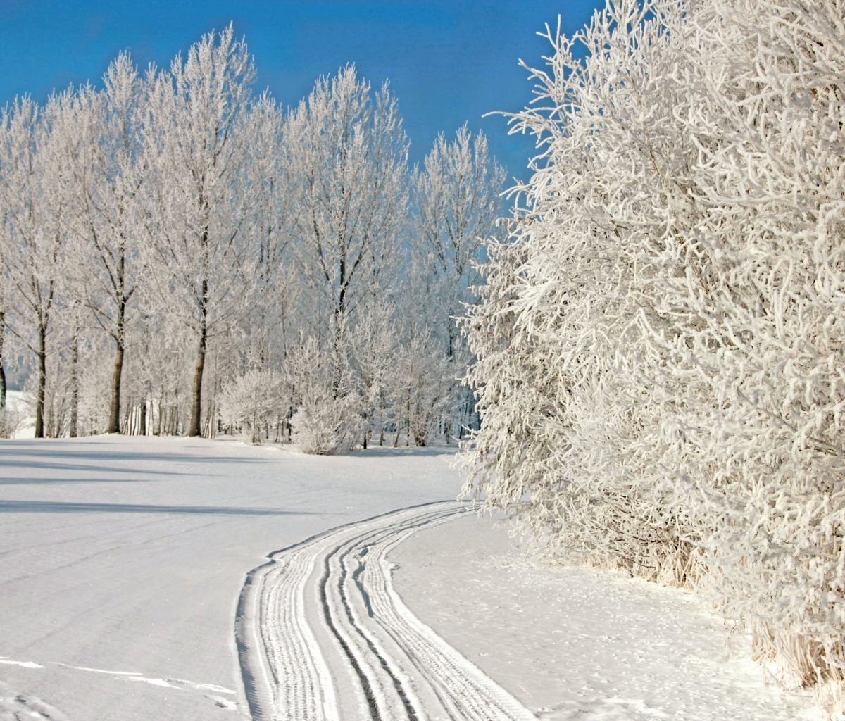 Descarga gratuita de fondo de pantalla para móvil de Invierno, Nieve, Árbol, Tierra/naturaleza.