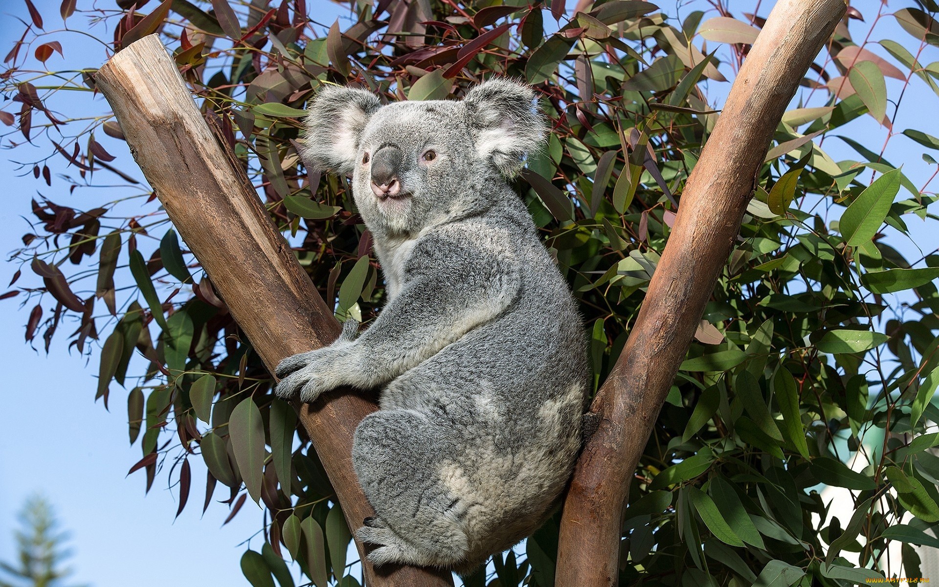 617557 Bild herunterladen tiere, koala - Hintergrundbilder und Bildschirmschoner kostenlos