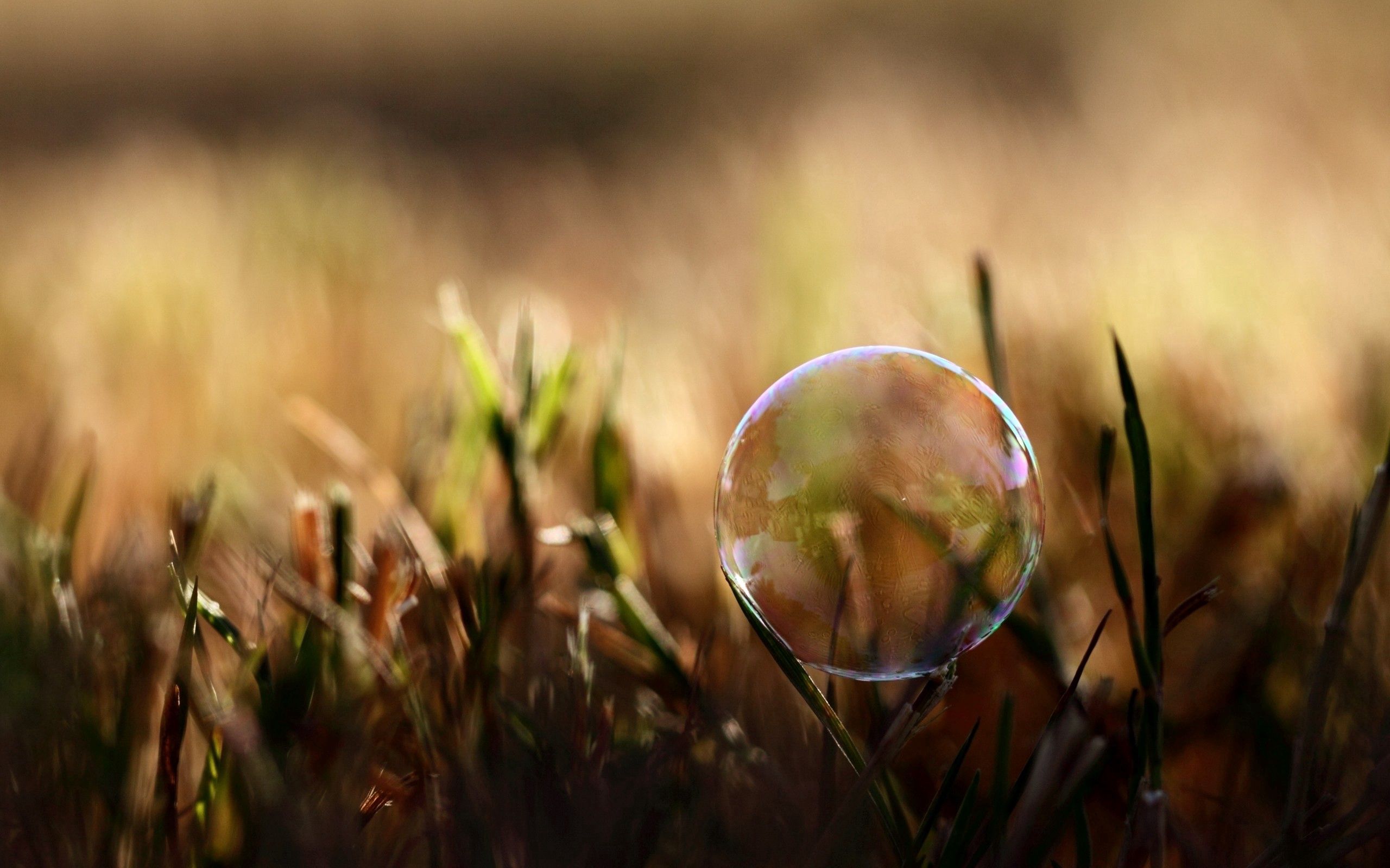 grass, macro, glare, moisture, bubble FHD, 4K, UHD