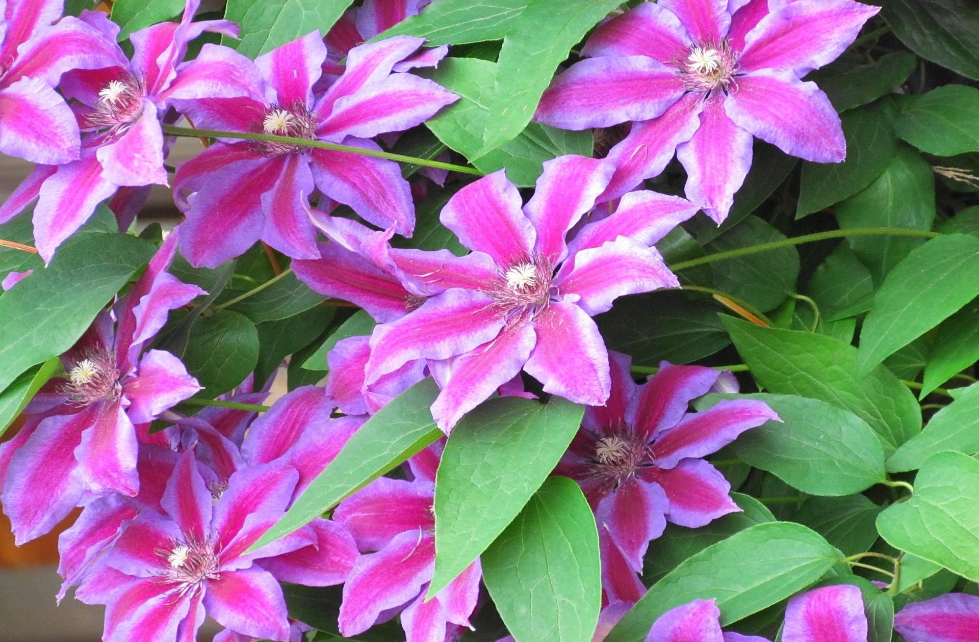 flowers, close up, bloom, flowering, greens, striped, clematis