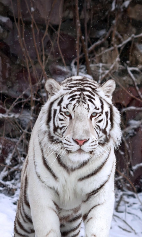 Téléchargez des papiers peints mobile Animaux, Chats, Tigre Blanc gratuitement.