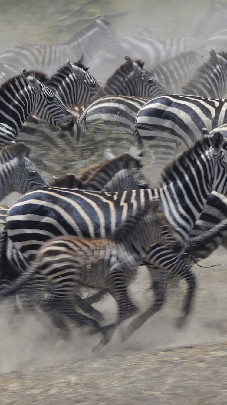 Descarga gratuita de fondo de pantalla para móvil de Animales, Cebra, África, Tanzania.