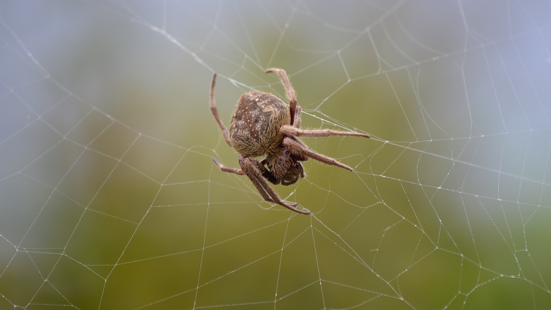 Free download wallpaper Spiders, Blur, Animal, Spider, Spider Web, Orb Weaver Spider on your PC desktop