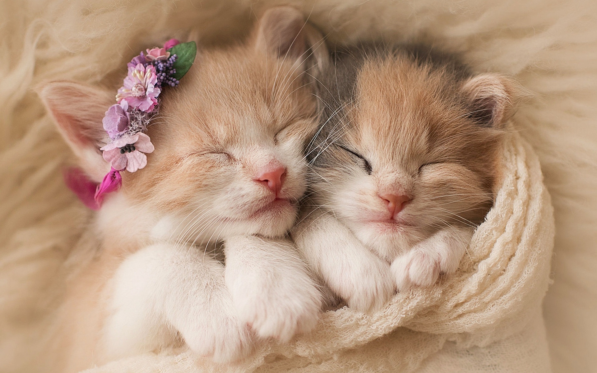 Free download wallpaper Cats, Cat, Kitten, Animal, Sleeping, Baby Animal on your PC desktop