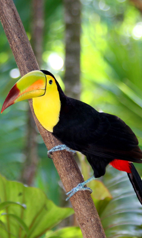 Téléchargez des papiers peints mobile Animaux, Toucan, Des Oiseaux gratuitement.