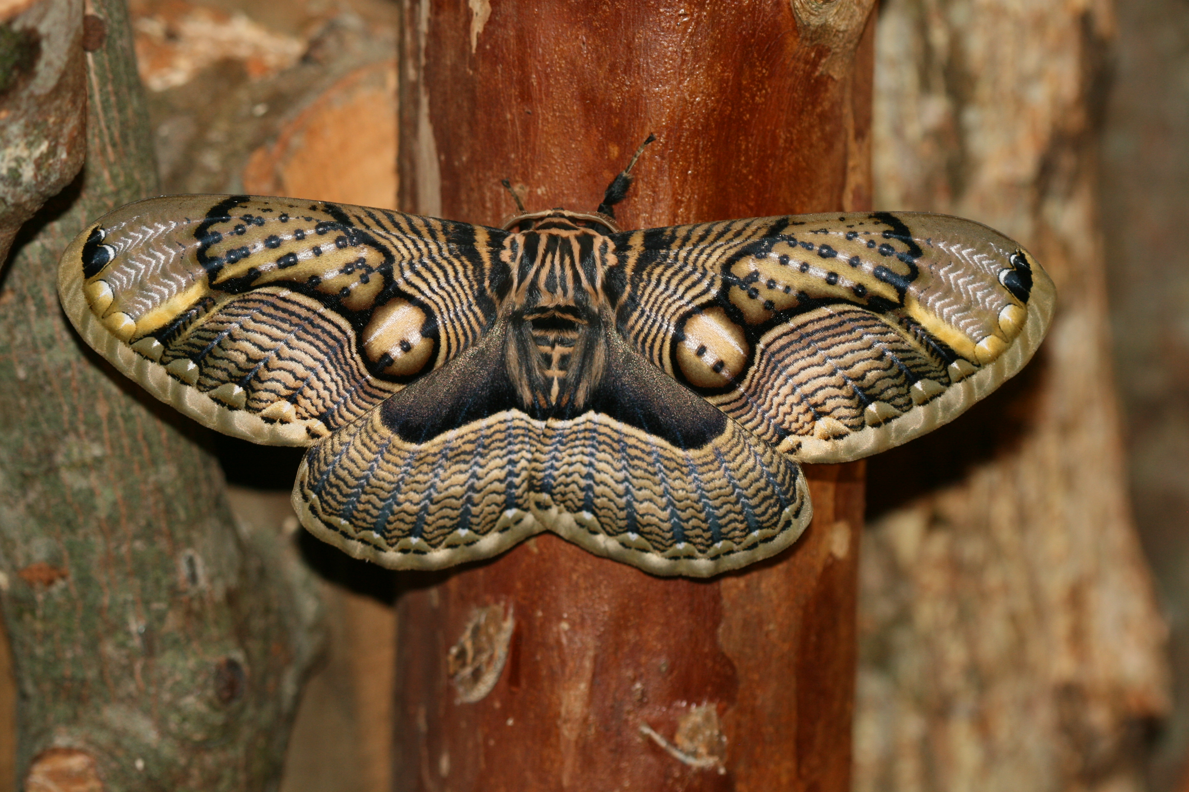 Download mobile wallpaper Animal, Moth, Brahmeid Moth for free.