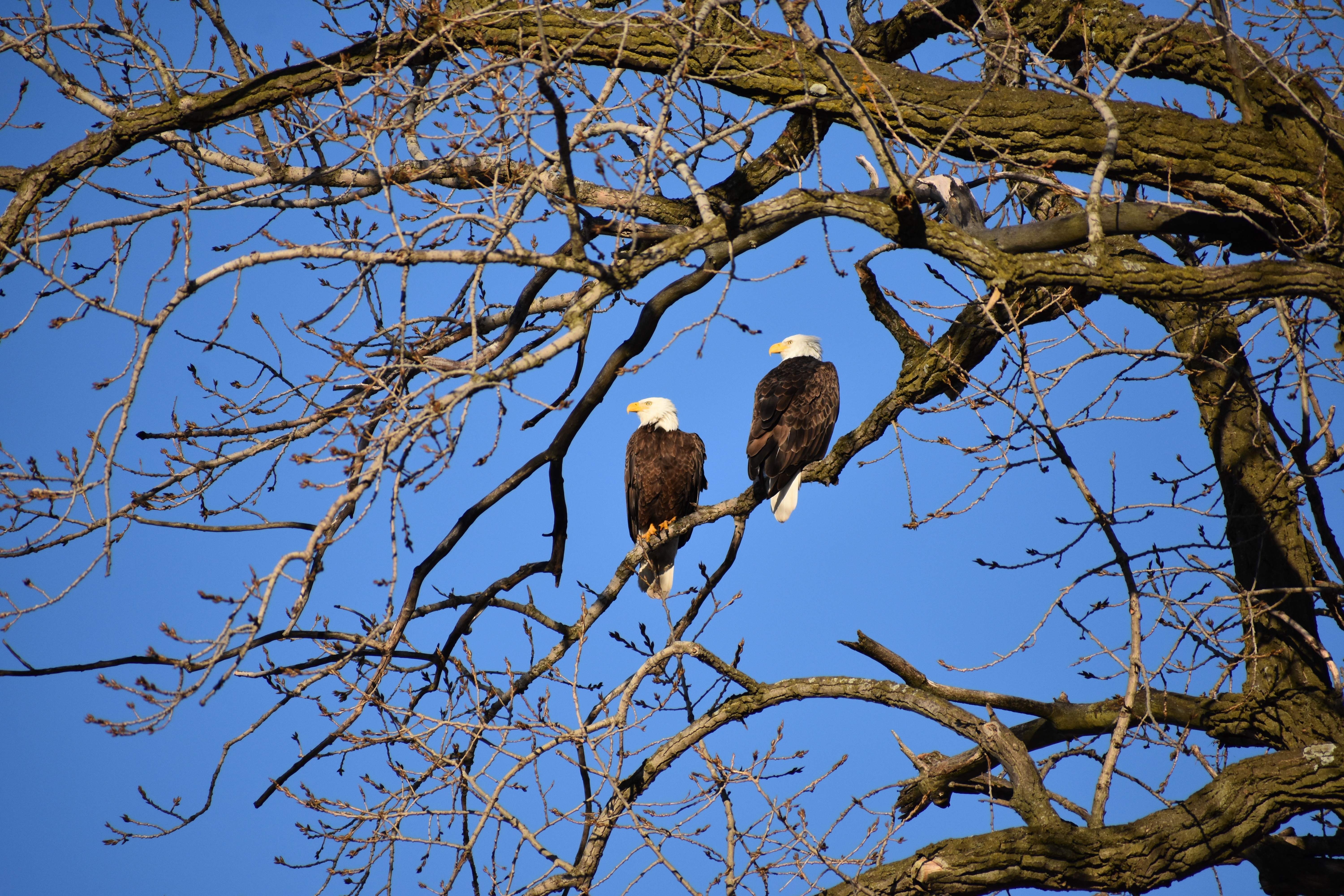 Download mobile wallpaper Branches, Animals, Birds, Eagle for free.