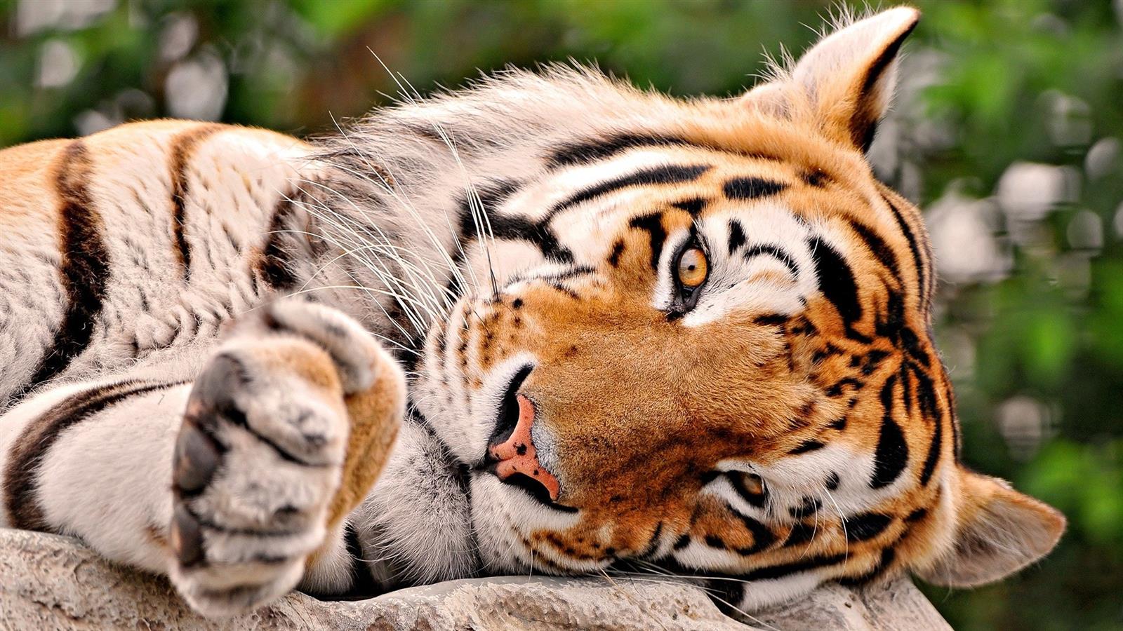 Download mobile wallpaper Close Up, Tiger, Animal, Face, Resting for free.