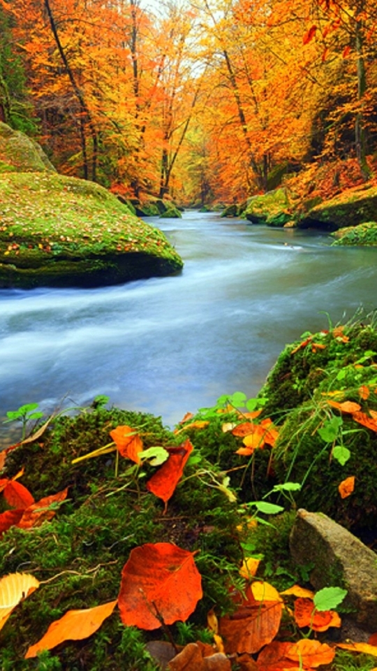 Скачать картинку Природа, Осень, Лес, Дерево, Лист, Листва, Ручей, Падать, Земля/природа в телефон бесплатно.