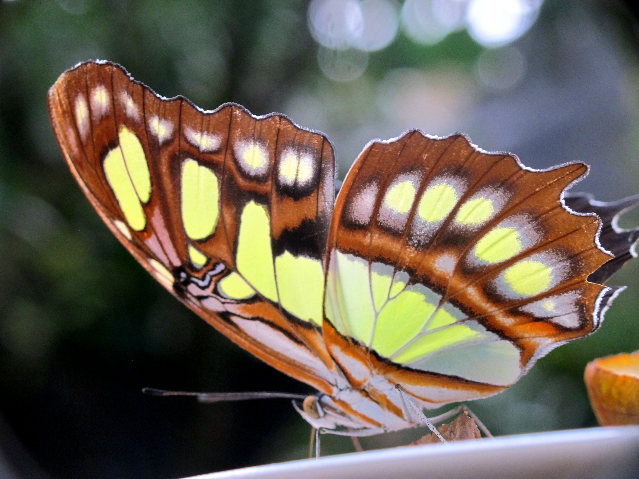 Download mobile wallpaper Butterfly, Animal for free.