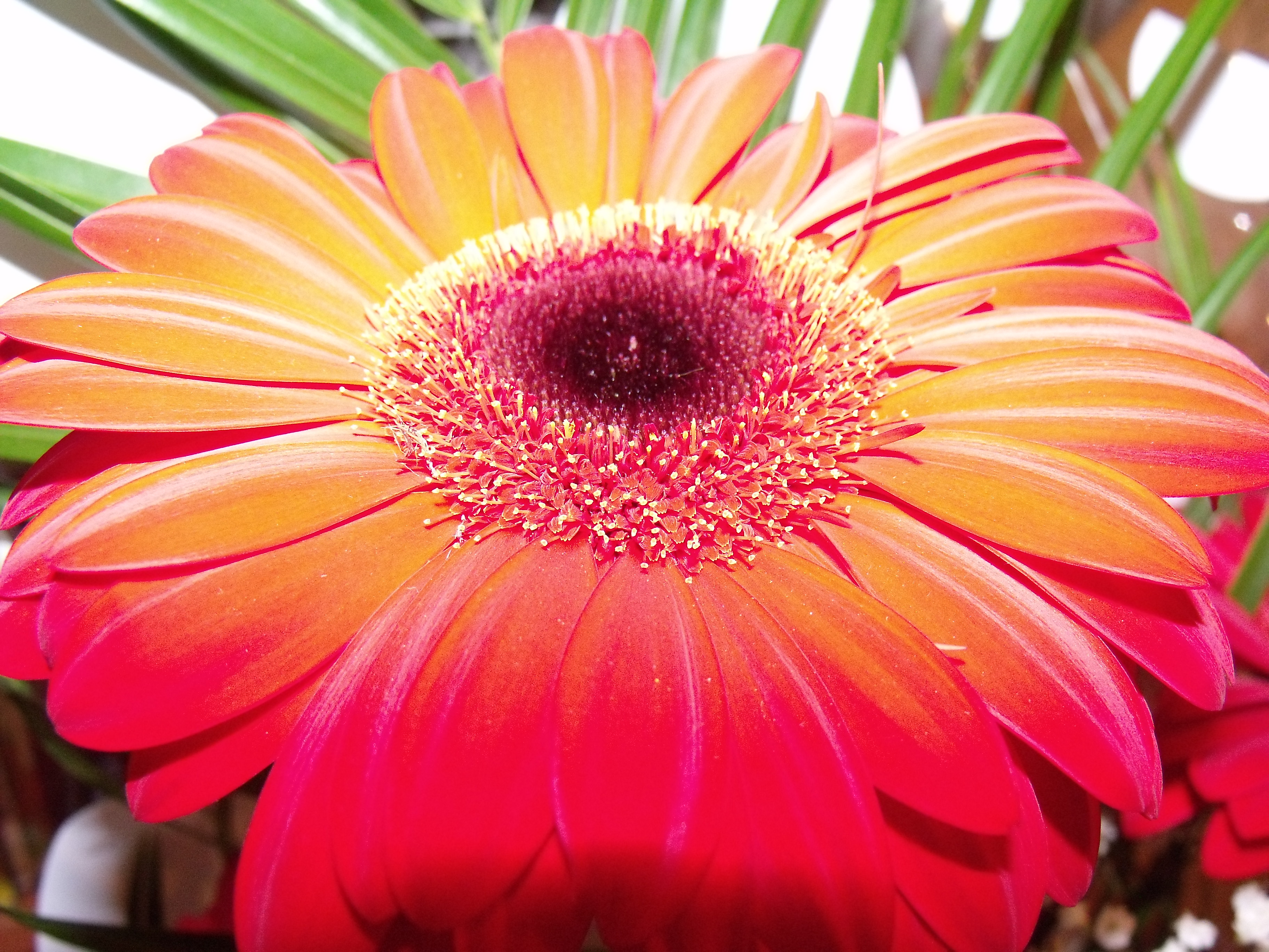 Descarga gratis la imagen Flores, Gerberas, Tierra/naturaleza en el escritorio de tu PC