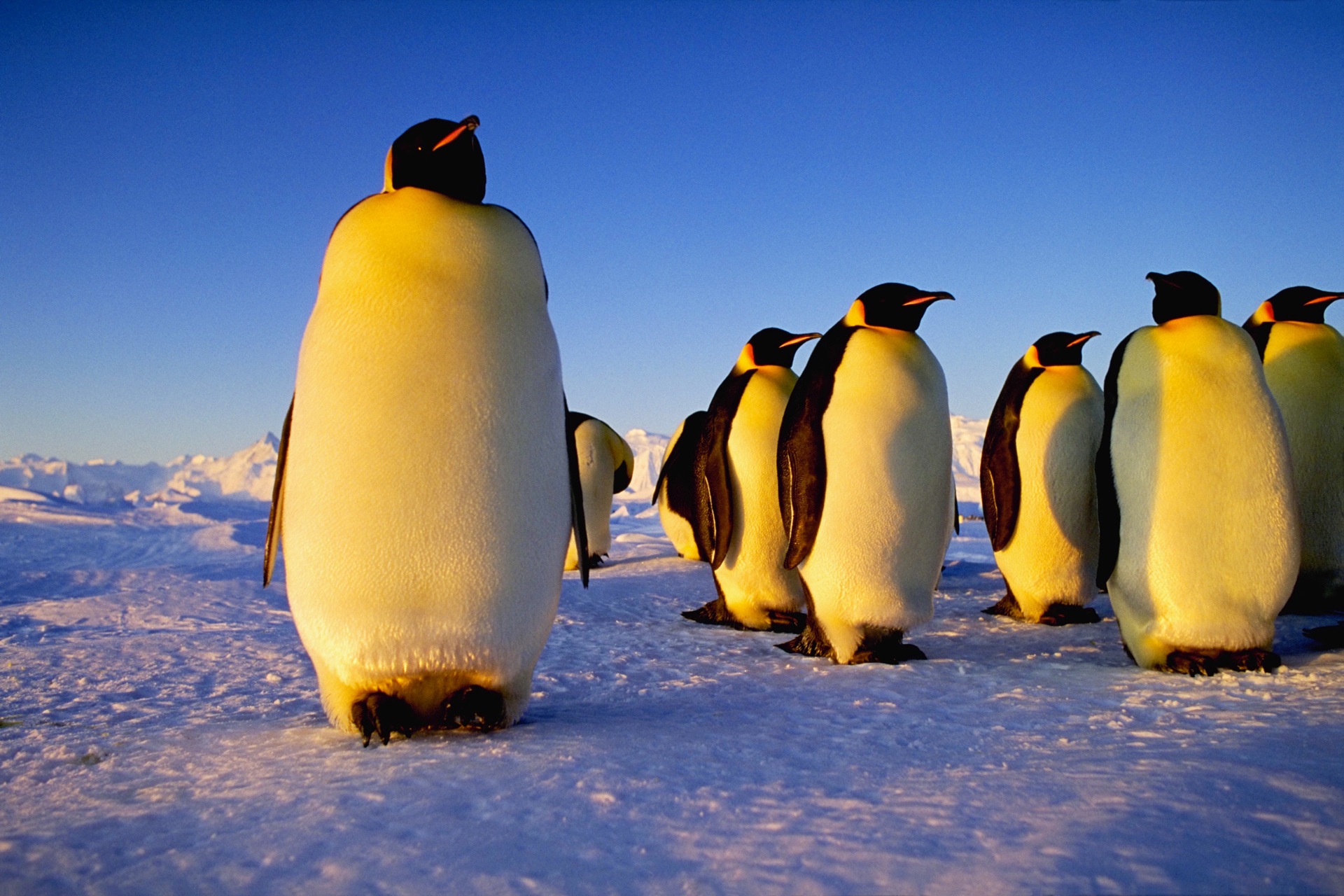 Baixar papel de parede para celular de Pinguim, Aves, Animais gratuito.