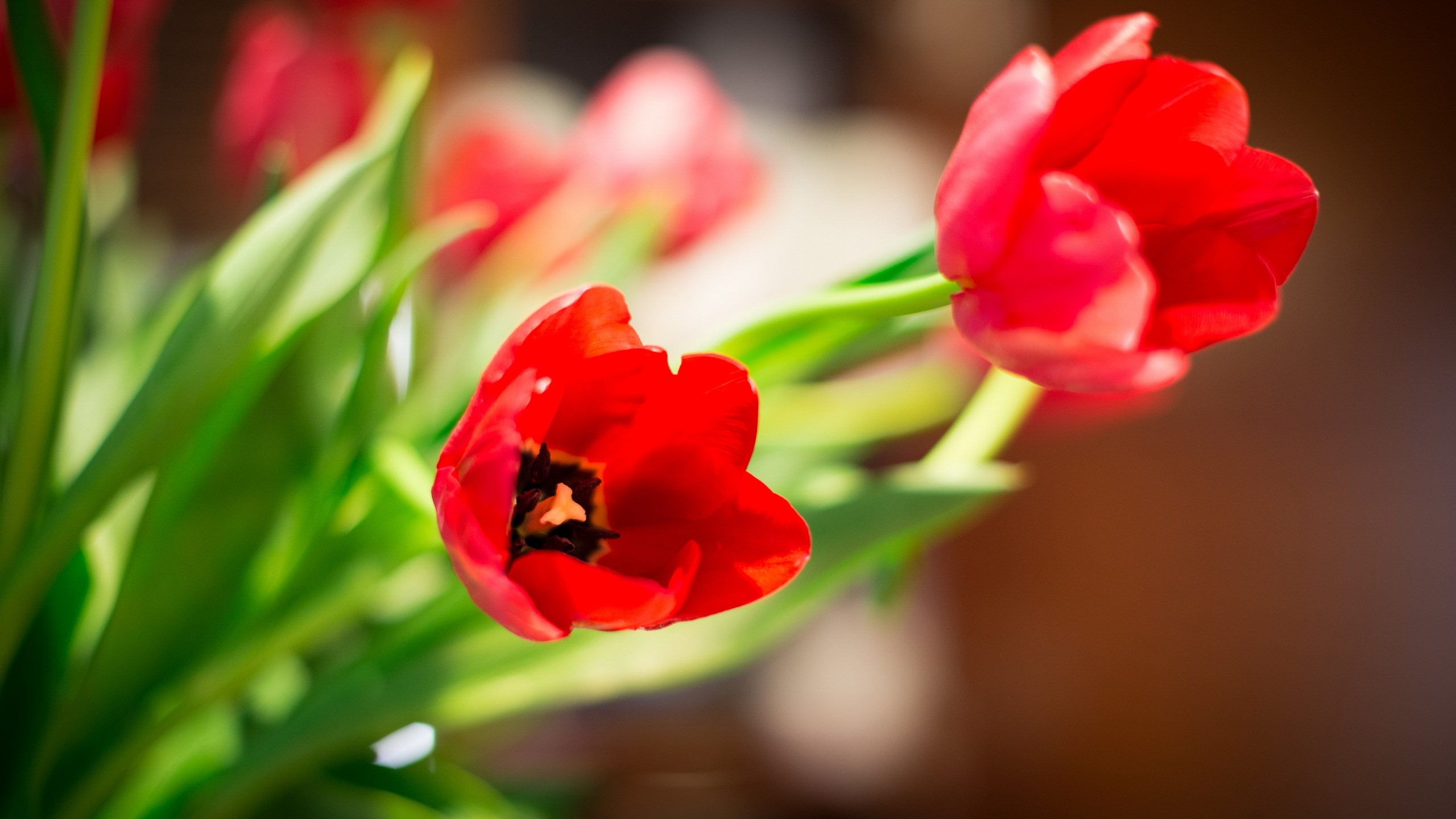 Téléchargez gratuitement l'image Fleurs, Fleur, Tulipe, Fleur Rouge, Terre/nature sur le bureau de votre PC