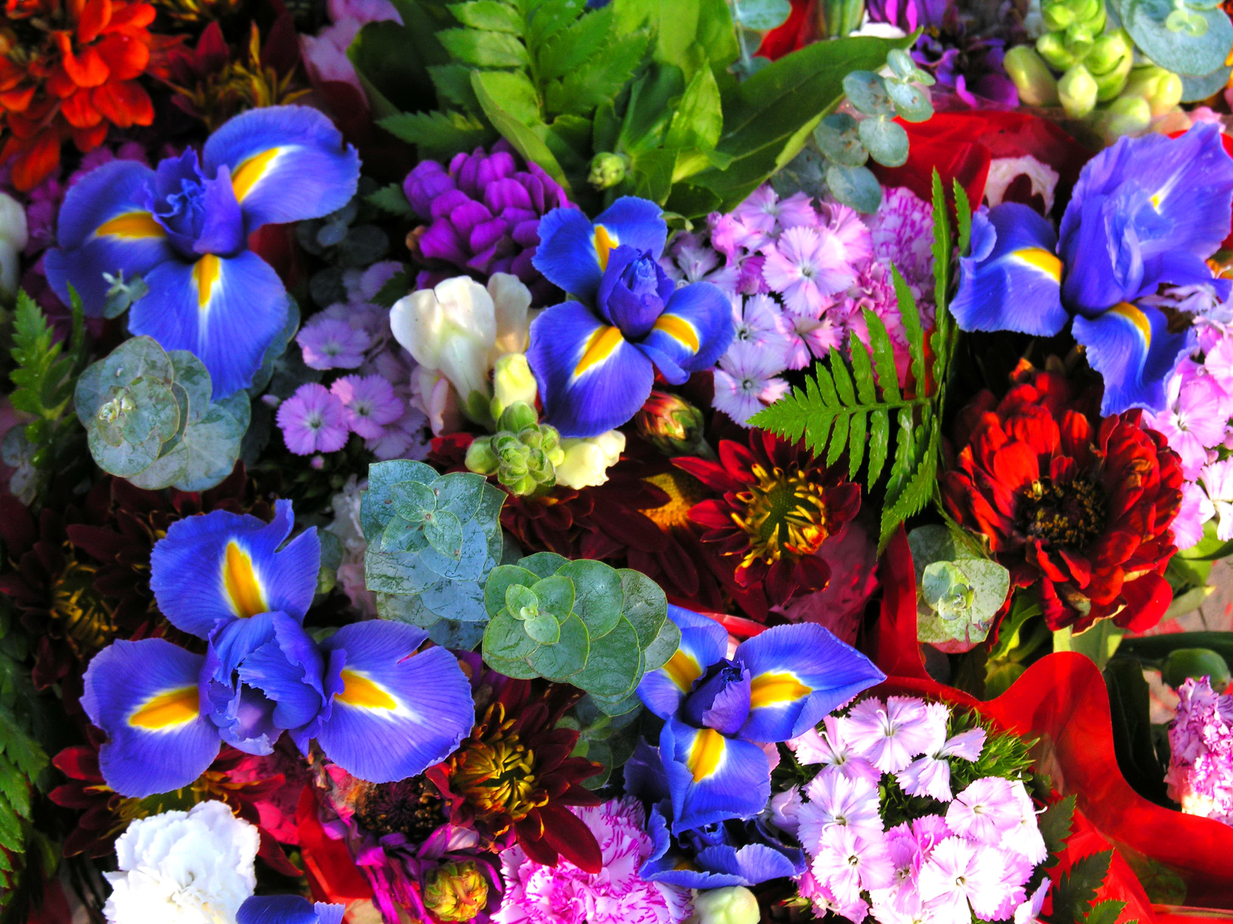 Завантажити шпалери безкоштовно Природа, Квітка, Земля, Червона Квітка, Рожева Квітка, Синя Квітка, Флауерзи картинка на робочий стіл ПК