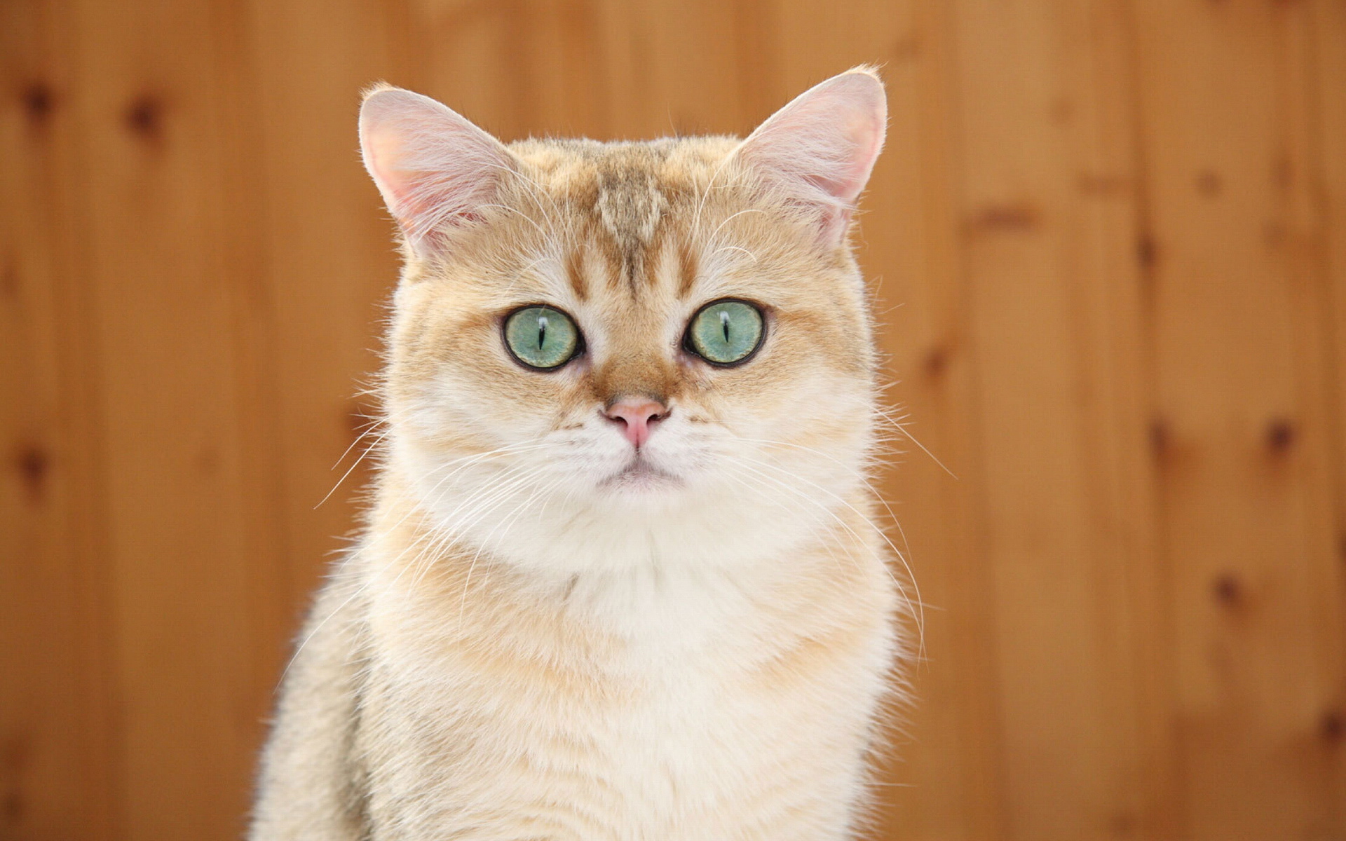 Baixe gratuitamente a imagem Animais, Gatos, Gato na área de trabalho do seu PC