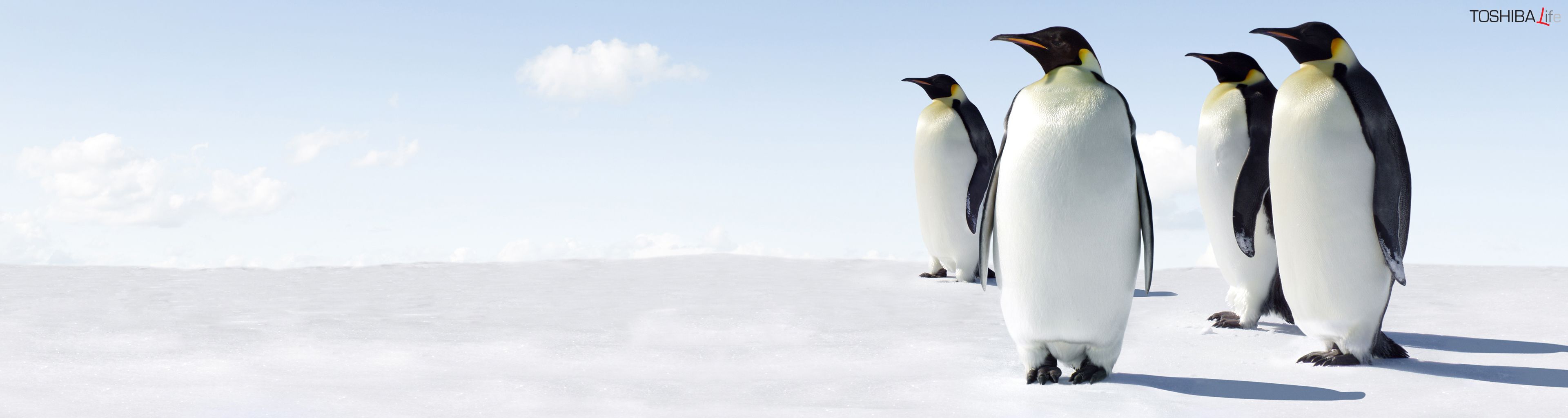 166968 скачать картинку пингвин, животные, птицы - обои и заставки бесплатно