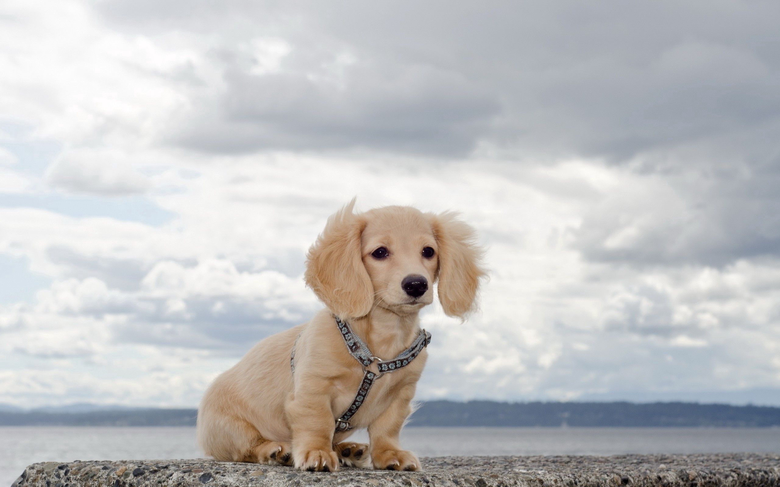 Download mobile wallpaper Collar, Waiting, Expectation, Sky, Animals, Puppy for free.