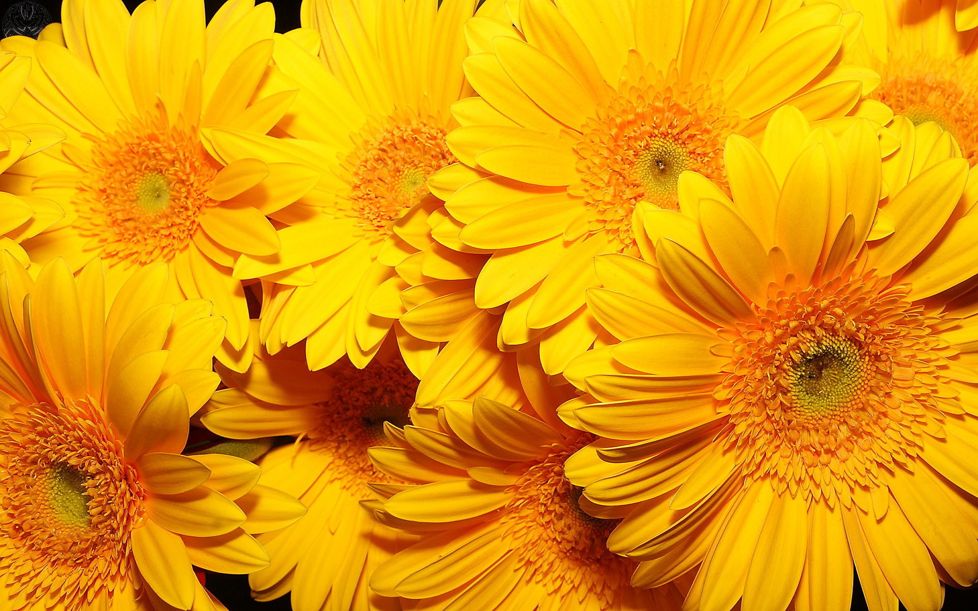 PCデスクトップに自然, フラワーズ, ガーベラ, 花, 閉じる, 地球, 黄色い花画像を無料でダウンロード