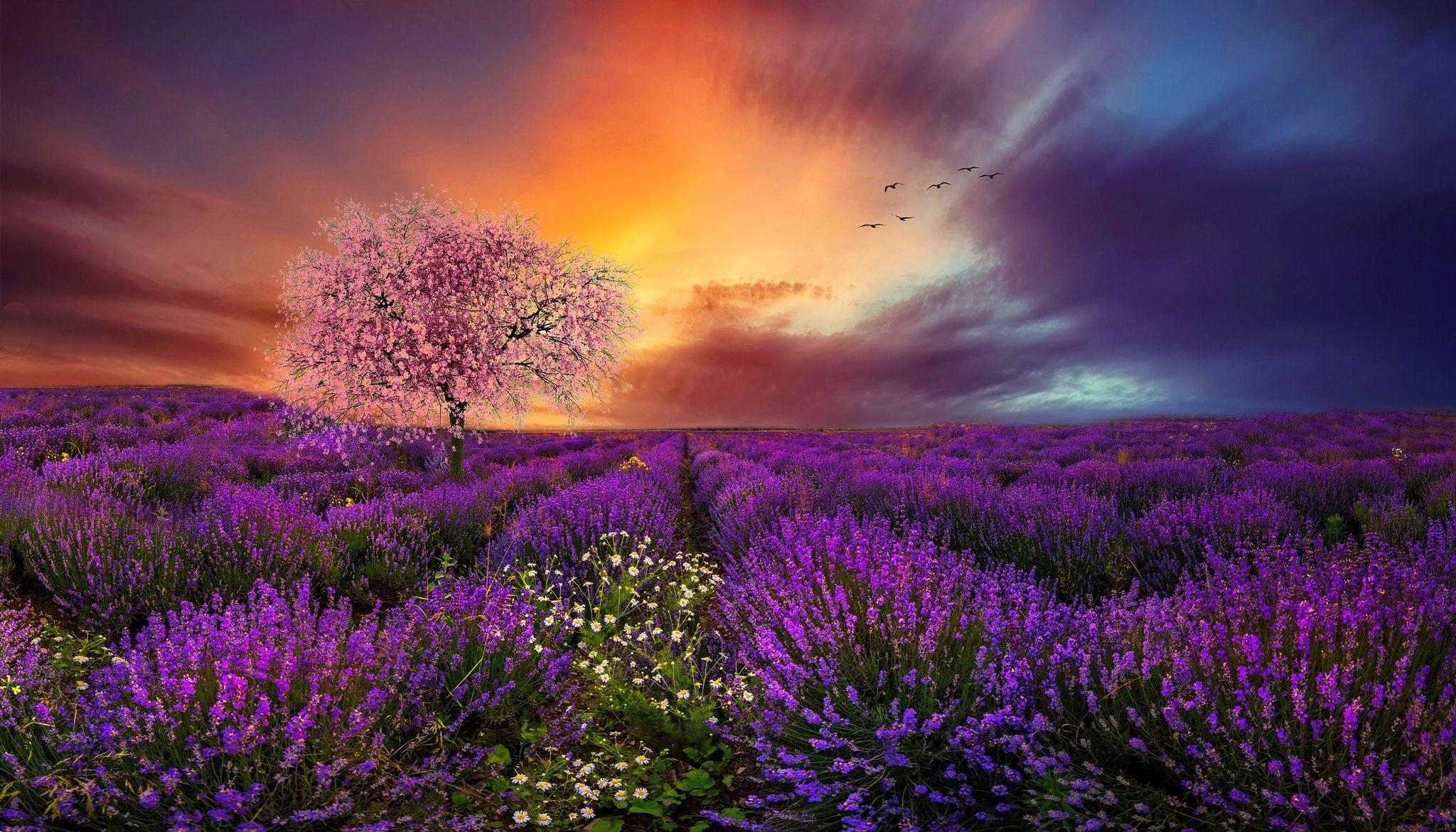 Free download wallpaper Flowers, Sunset, Tree, Earth, Spring, Lavender, Purple Flower on your PC desktop
