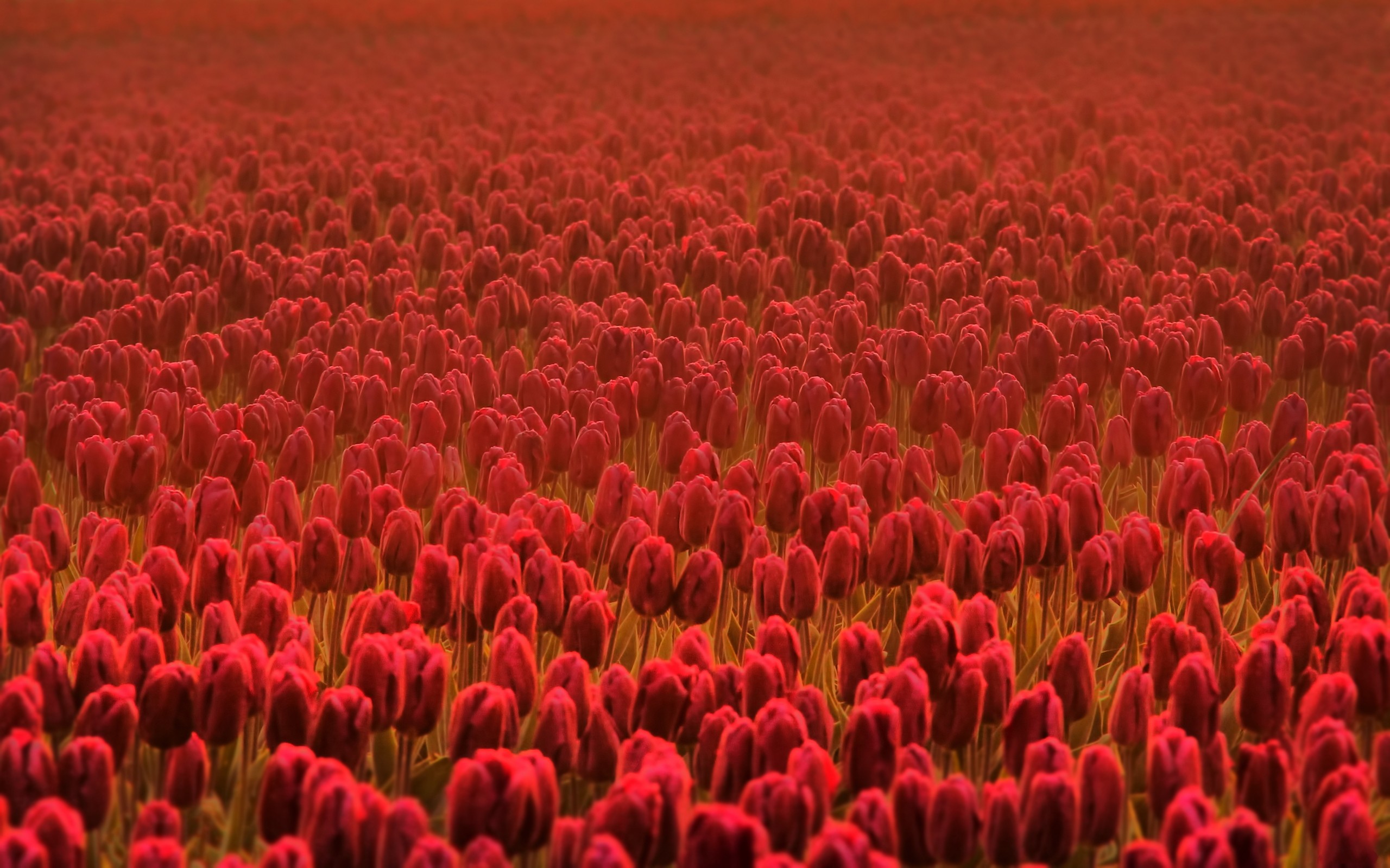 Téléchargez gratuitement l'image Fleurs, Fleur, Tulipe, Terre/nature sur le bureau de votre PC