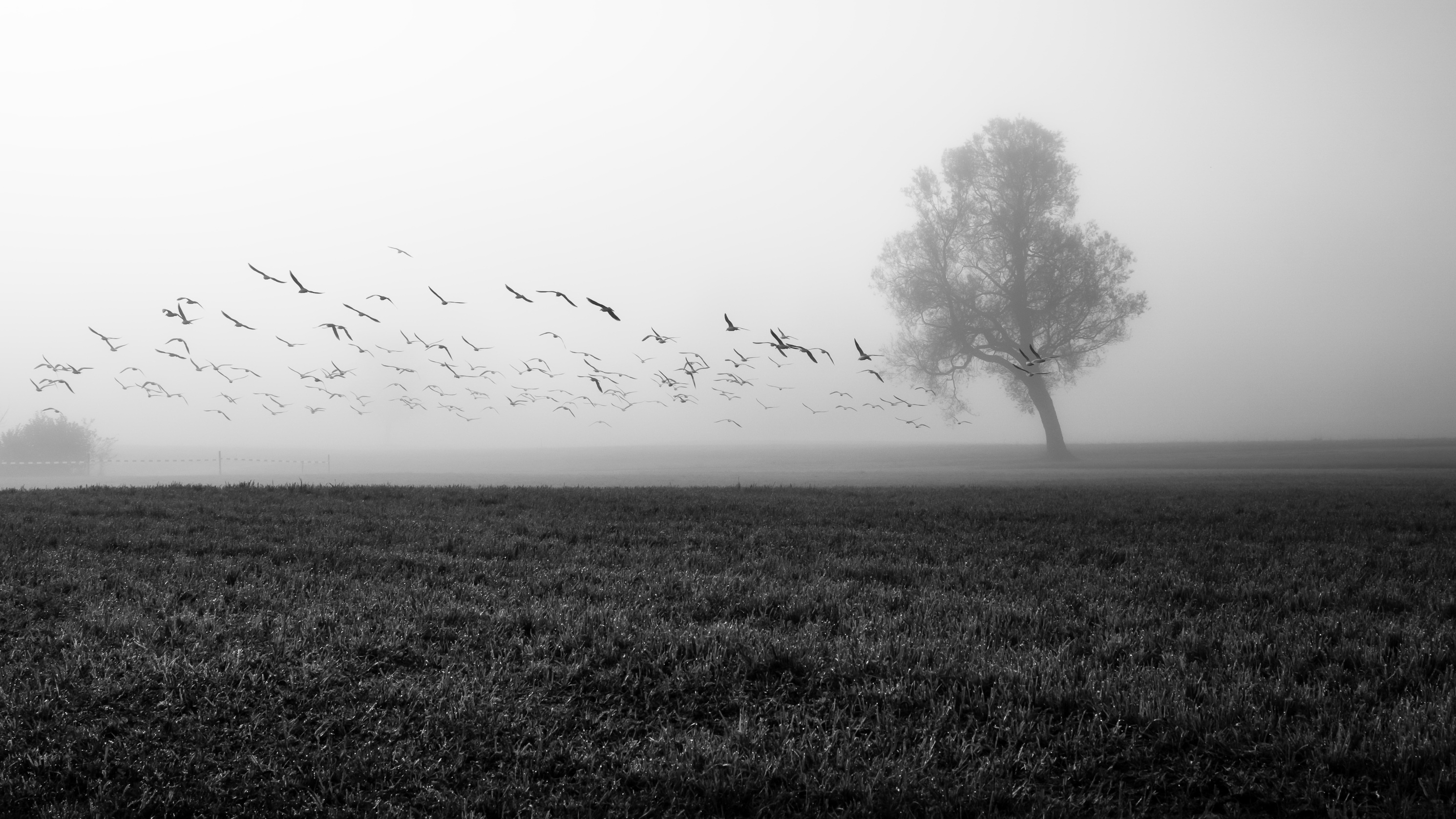 870197 скачать обои туман, земля/природа, чёрно белое, поле, стая птиц, одинокое дерево, природа, дерево - заставки и картинки бесплатно