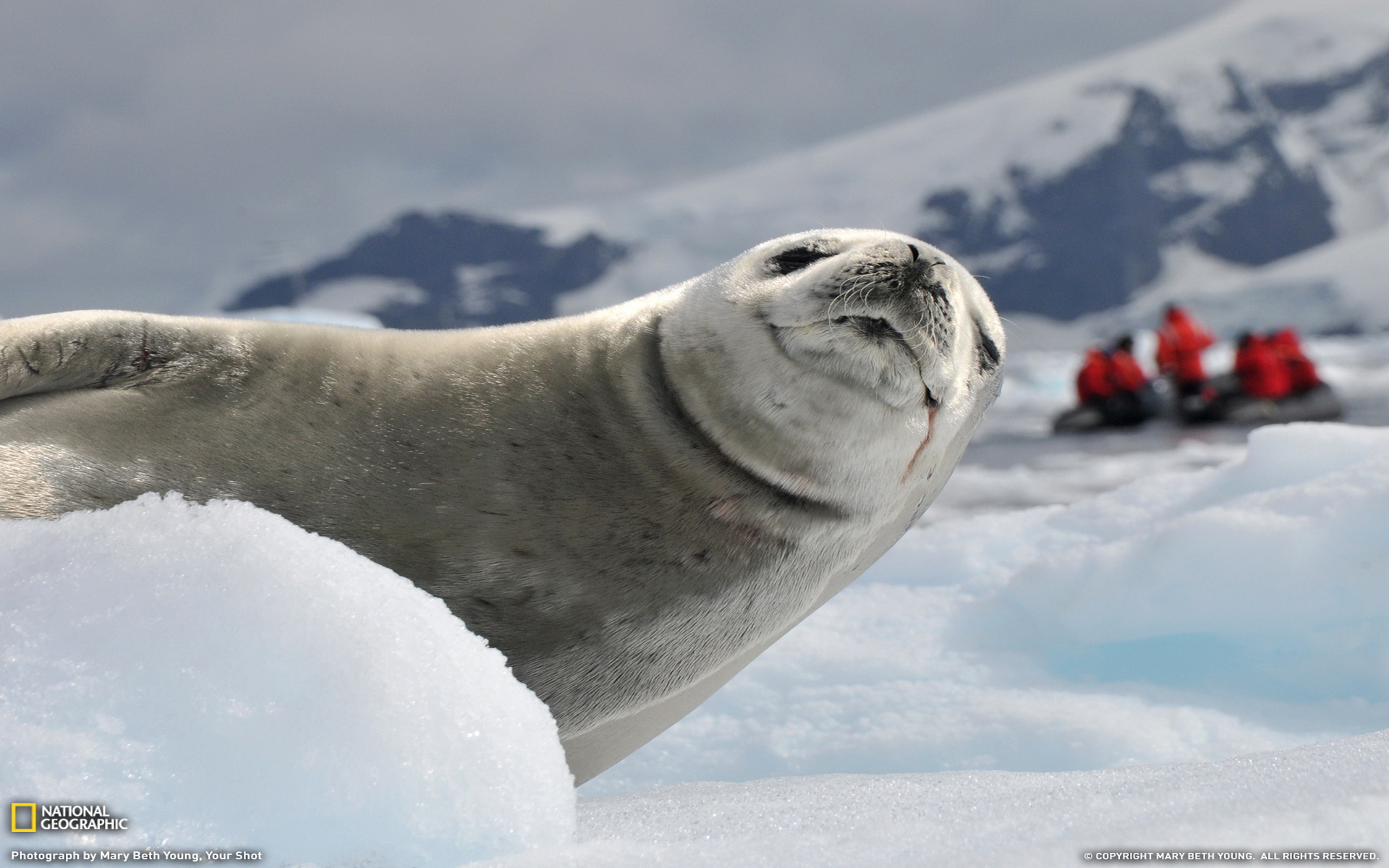 Laden Sie das Tiere, Dichtungen, Seehund-Bild kostenlos auf Ihren PC-Desktop herunter