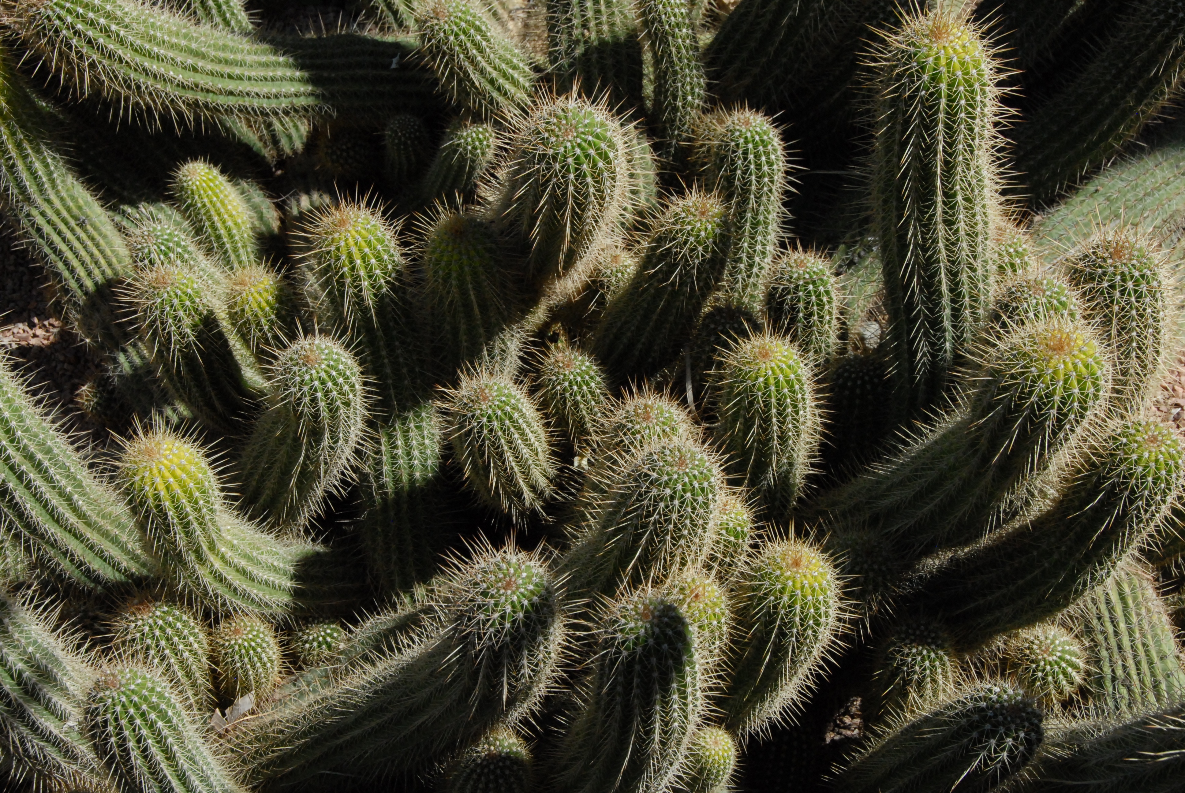 cactuses, flowers, thorns, prickles, indoor plant, houseplant